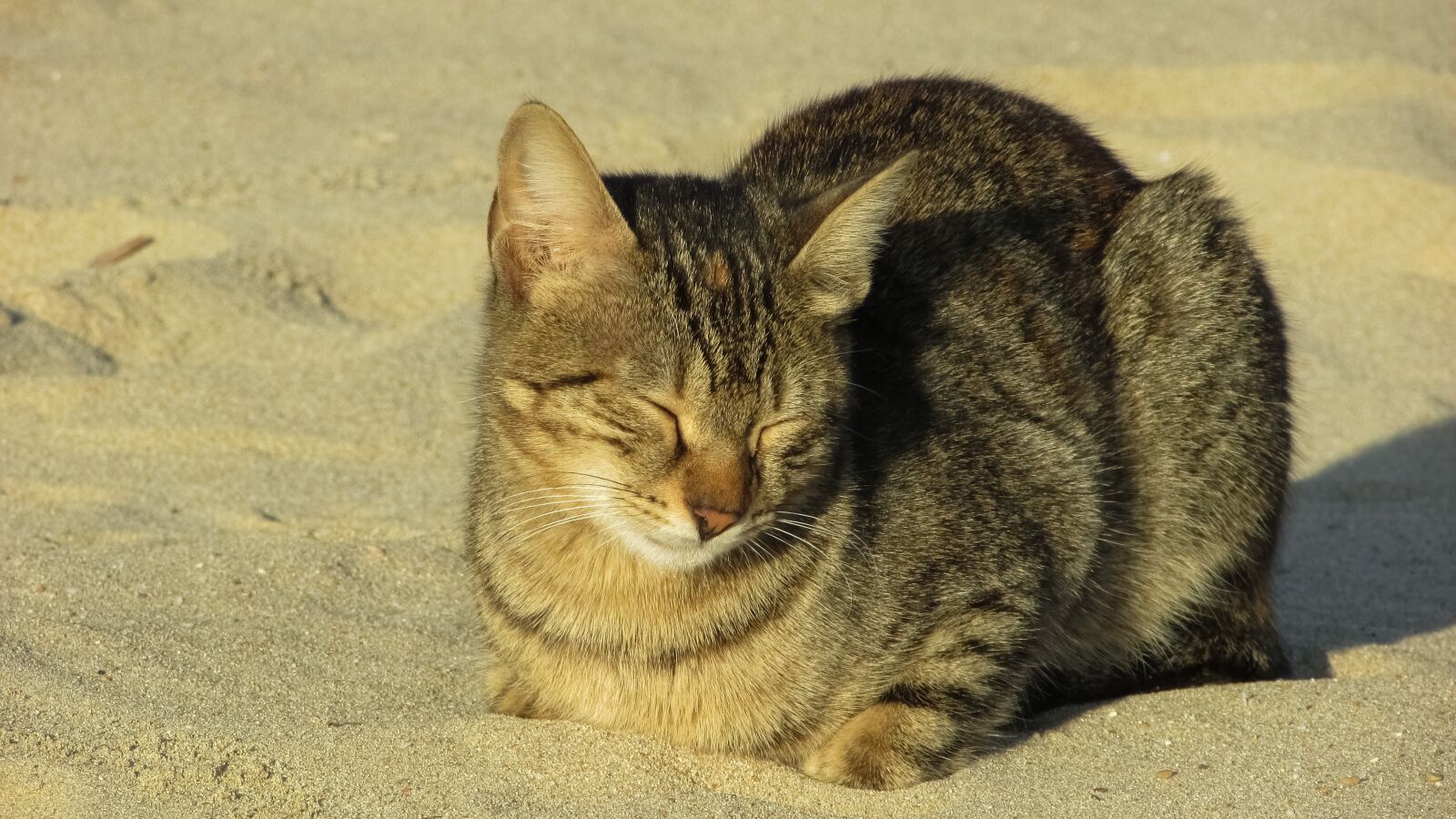 Canon PowerShot SX400 IS sample photo. Cat, stray, beach photography