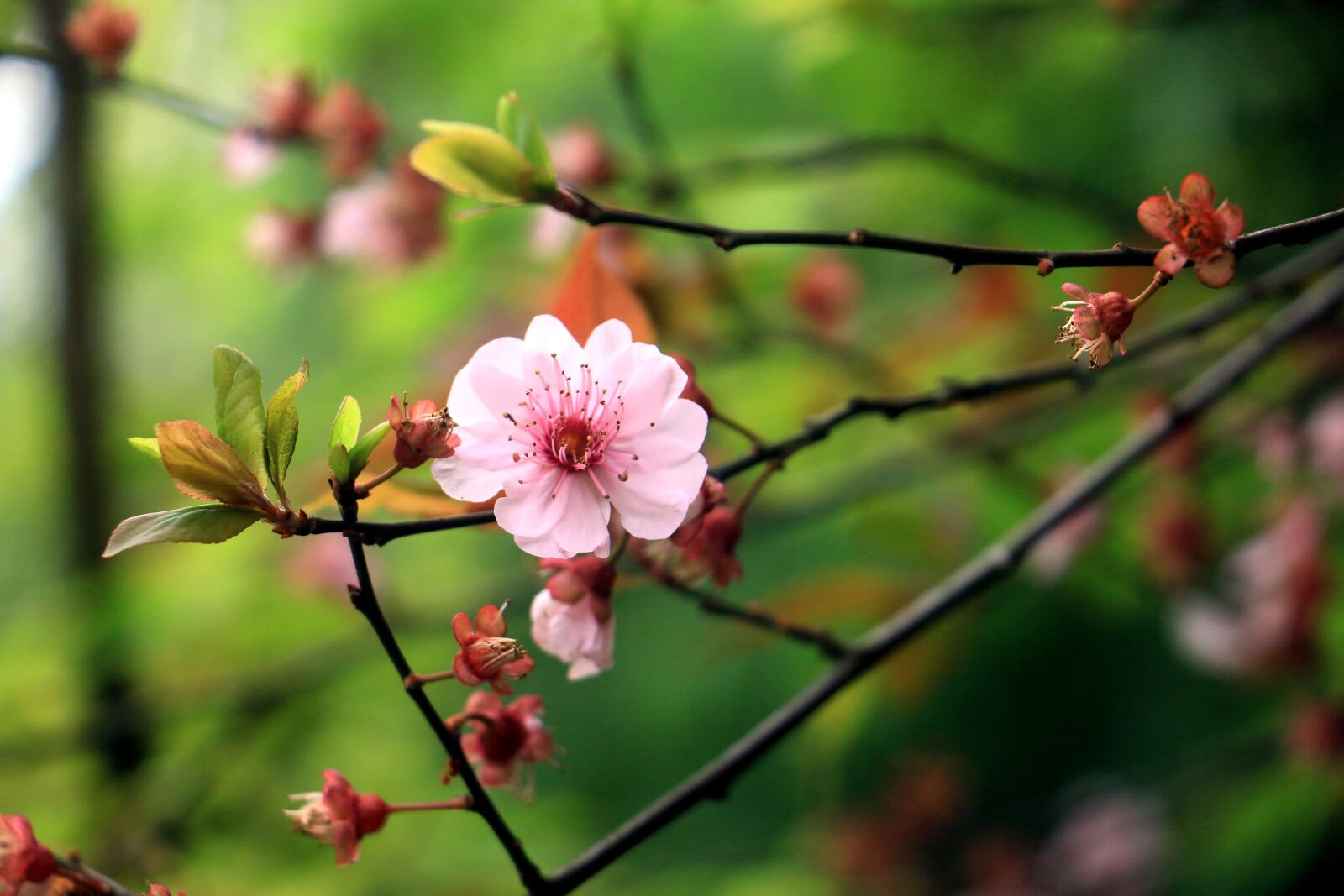Canon EOS 70D sample photo. Flower, plant, flowers photography