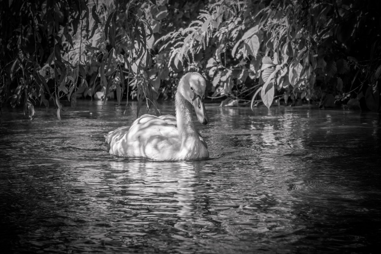 Sony Cyber-shot DSC-RX100 sample photo. Swan, bird, white photography