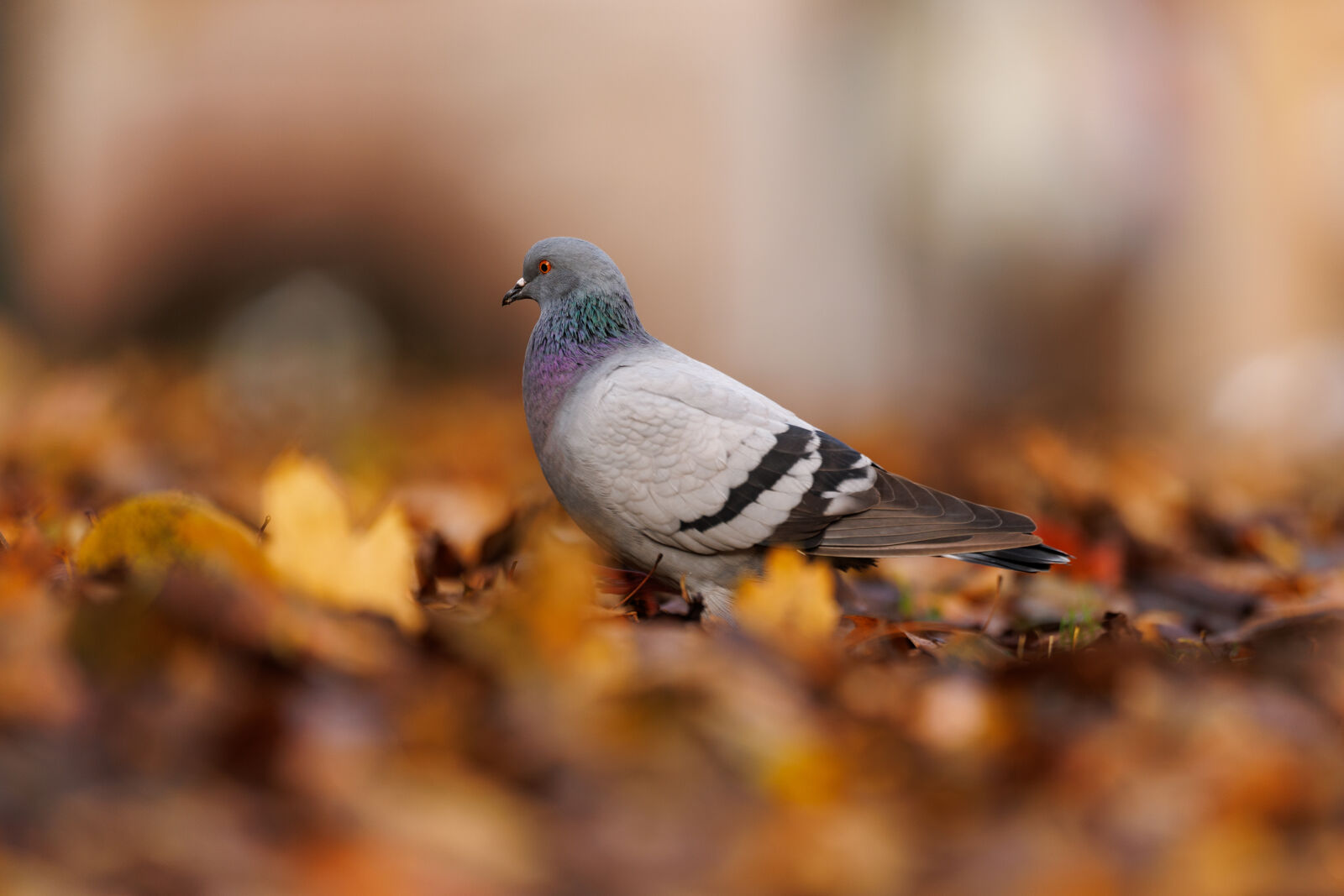 Canon EOS R1 sample photo. Hasty pigeon photography