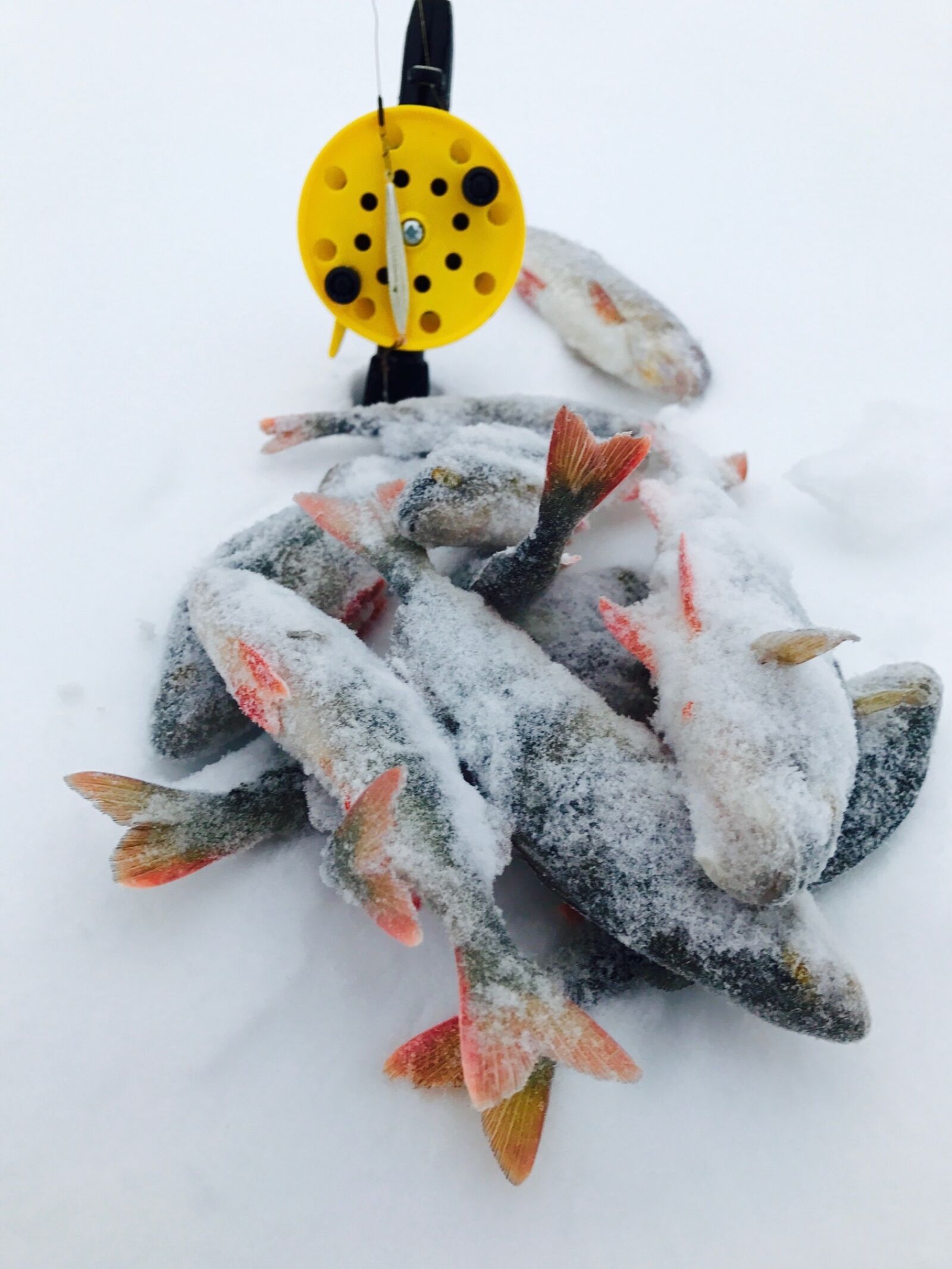 Apple iPhone 7 sample photo. Winter, fish, perch photography