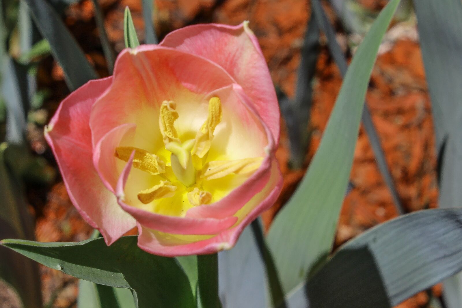 Canon EOS 600D (Rebel EOS T3i / EOS Kiss X5) sample photo. Flower, flora, nature photography