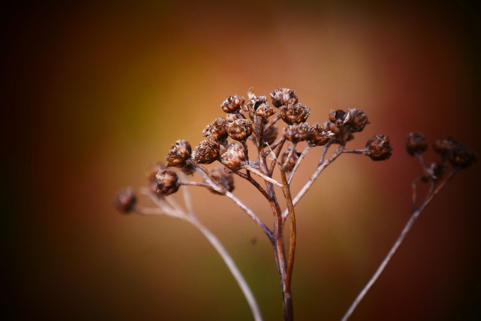 Panasonic Lumix DMC-G85 (Lumix DMC-G80) sample photo. Autumn, season, branch photography