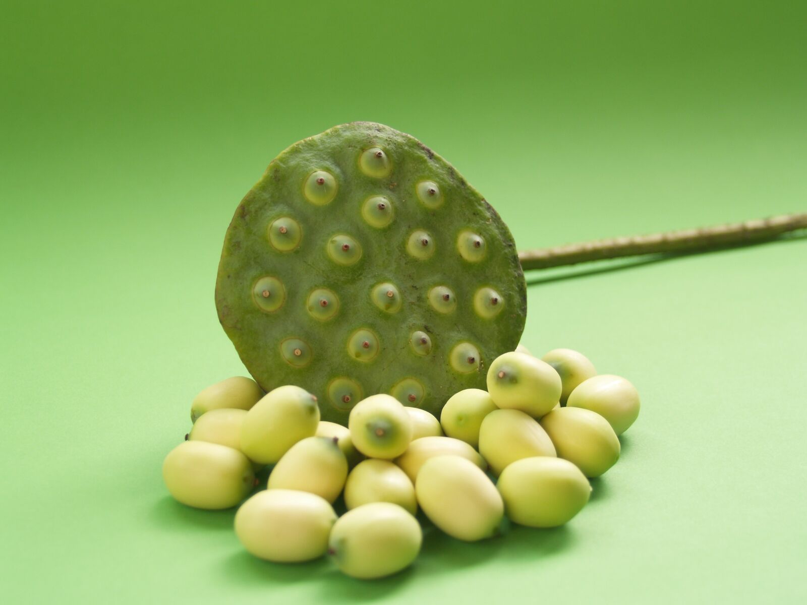 Olympus E-300 (EVOLT E-300) sample photo. Lotus, seed, flower photography