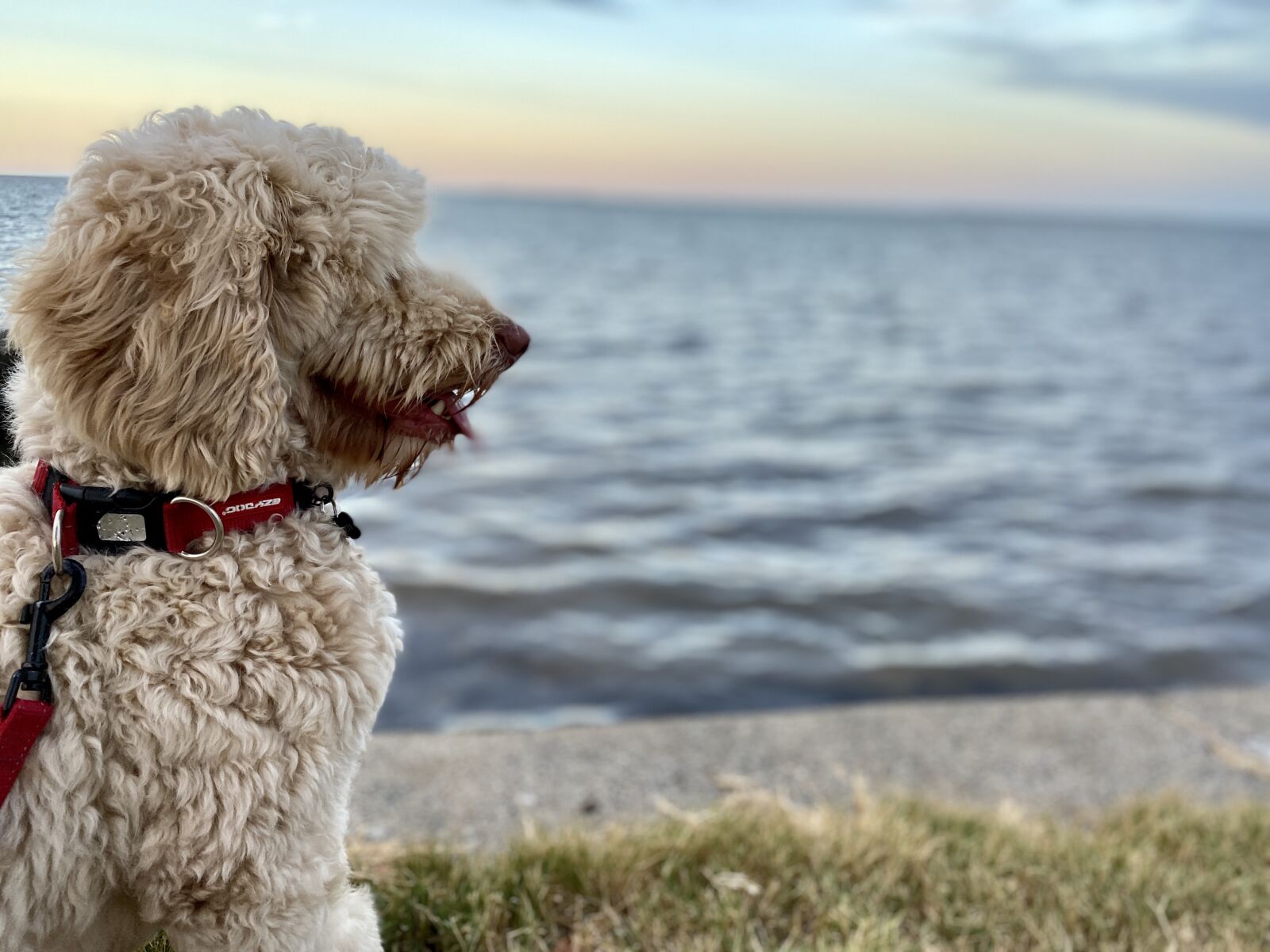 Apple iPhone 11 sample photo. Dog, sea, wynnum photography