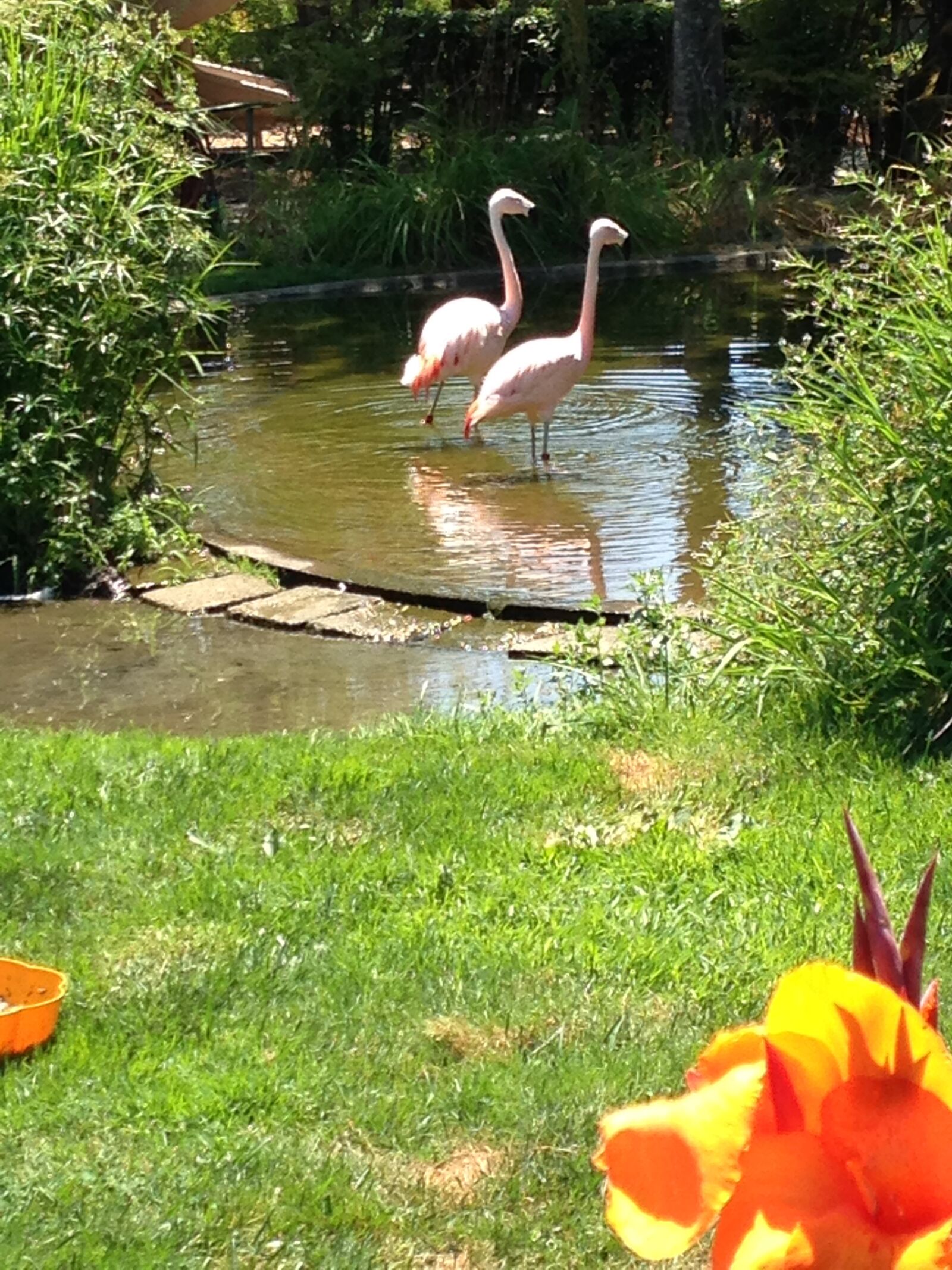 iPhone 5c back camera 4.12mm f/2.4 sample photo. Flamingo, flower, plant photography