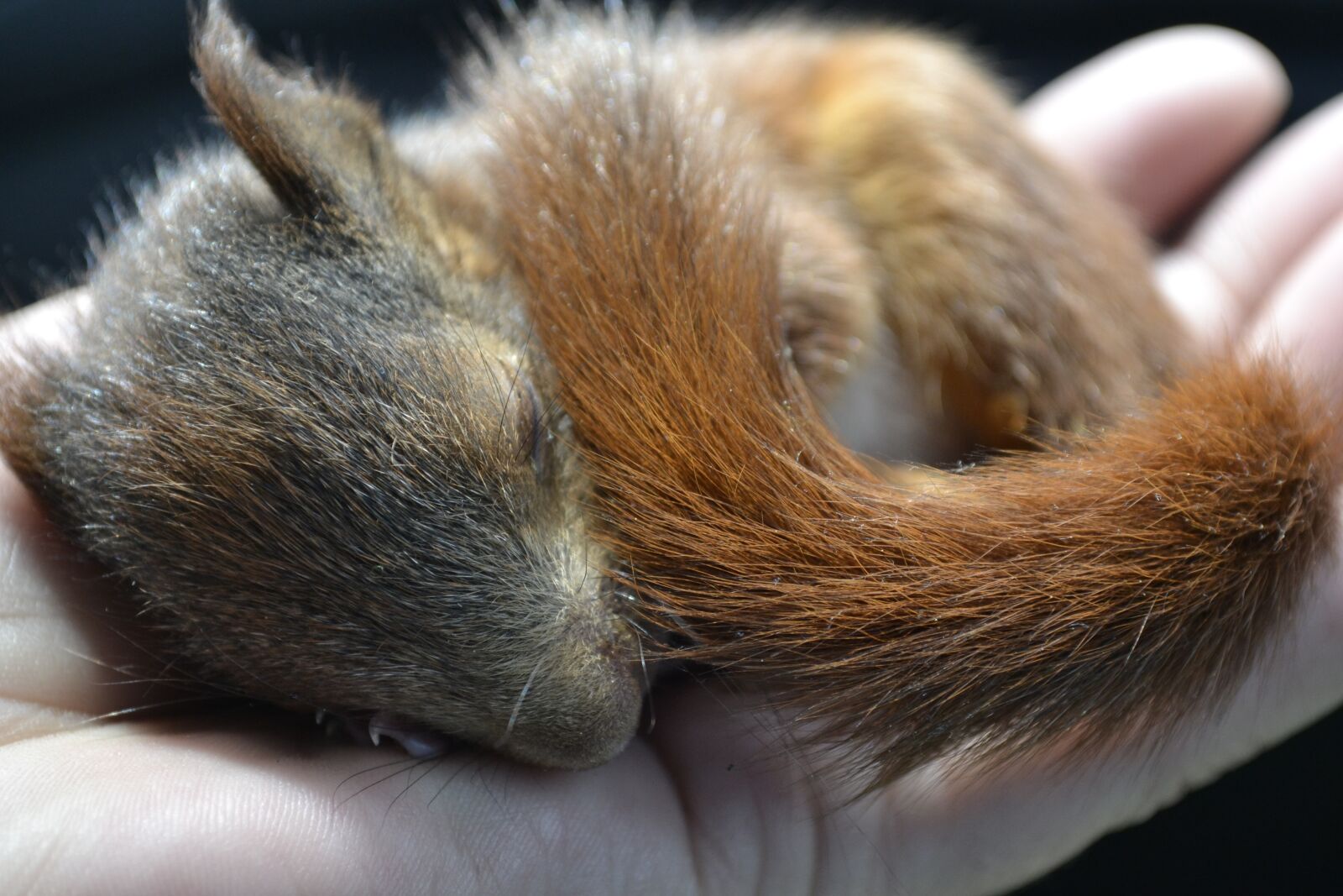 Nikon D3100 sample photo. Animal, mammal, hair photography