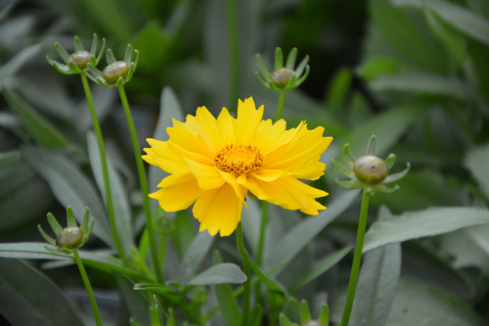 Nikon D5200 sample photo. Yellow flower, garden, summer photography