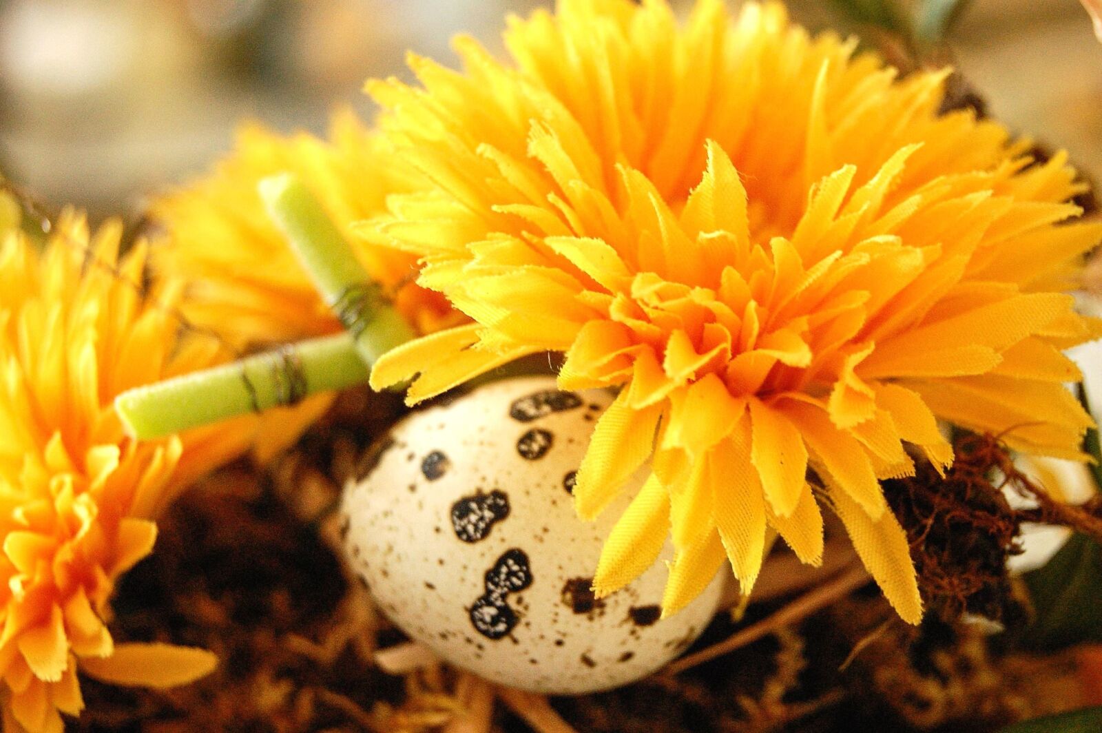 Nikon D40 sample photo. Yellow, flower, plant, flora photography