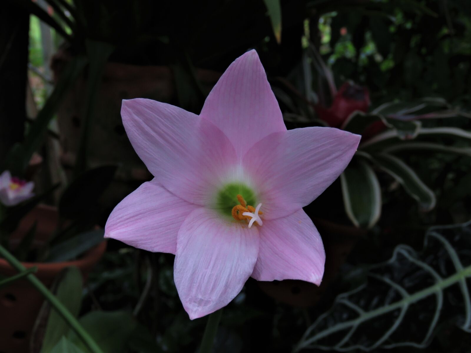 Canon PowerShot SX60 HS sample photo. Delicate flower, pink flower photography