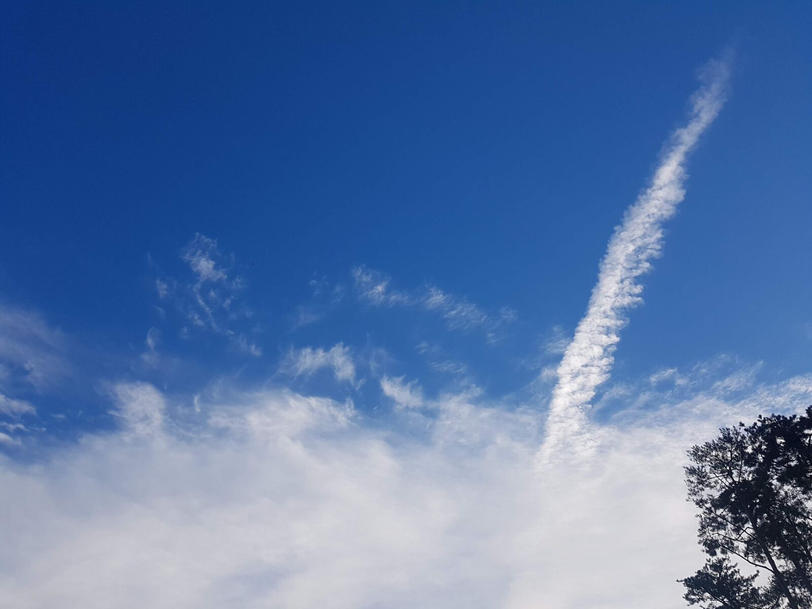 Samsung Galaxy Note Fan Edition sample photo. Sky, cloud, tree photography