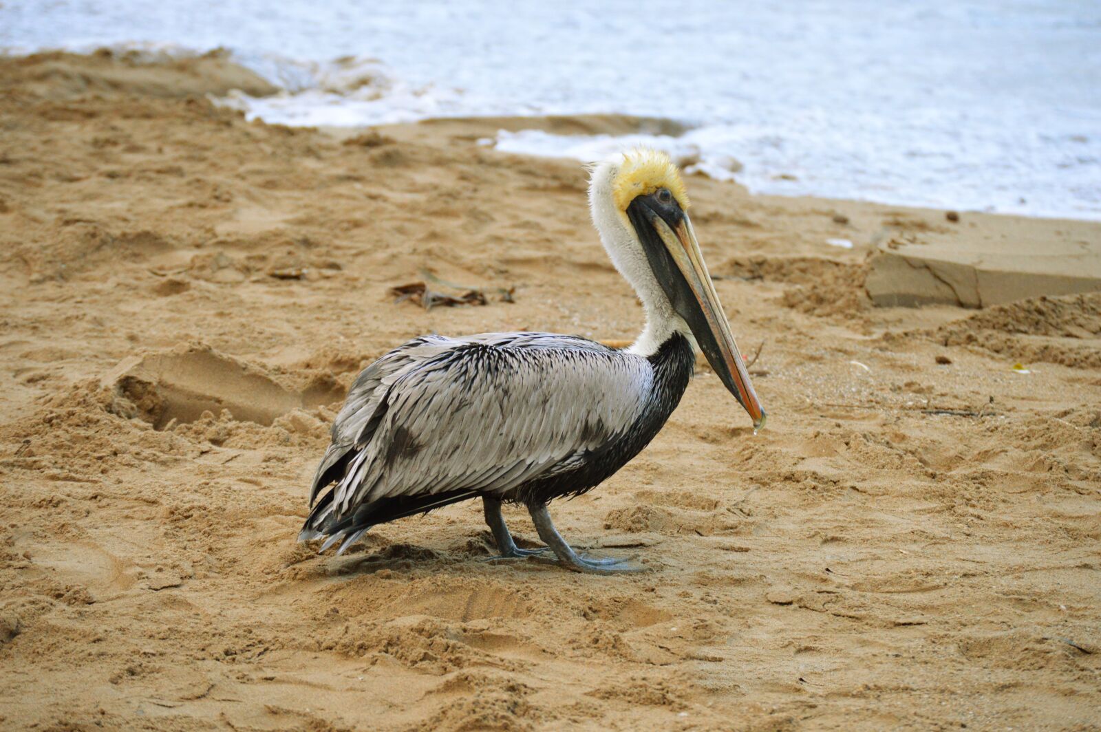 Nikon D3200 sample photo. Ave, pelican, sand photography