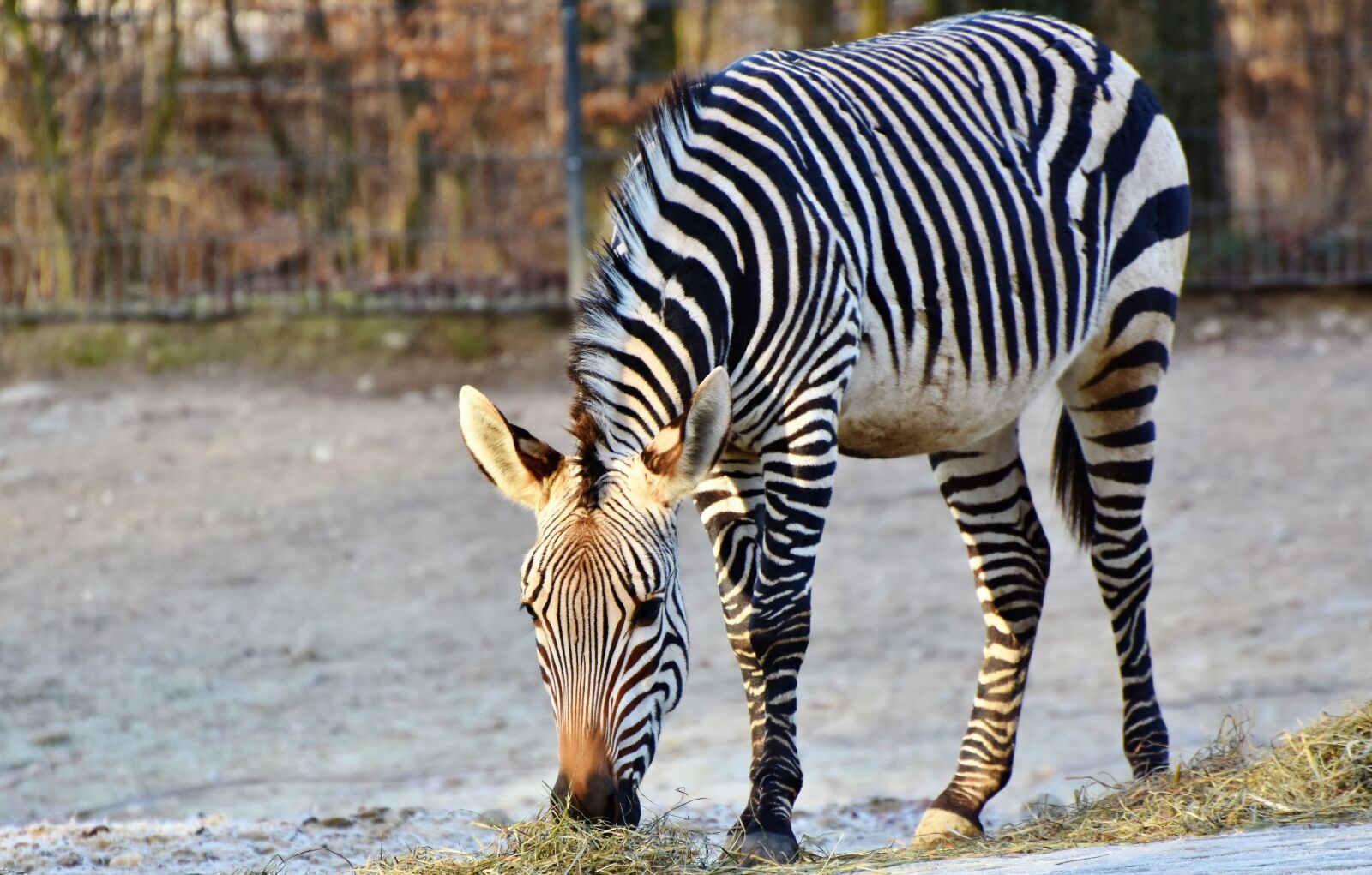 Nikon D7200 sample photo. Zebra, crosswalk, black and photography