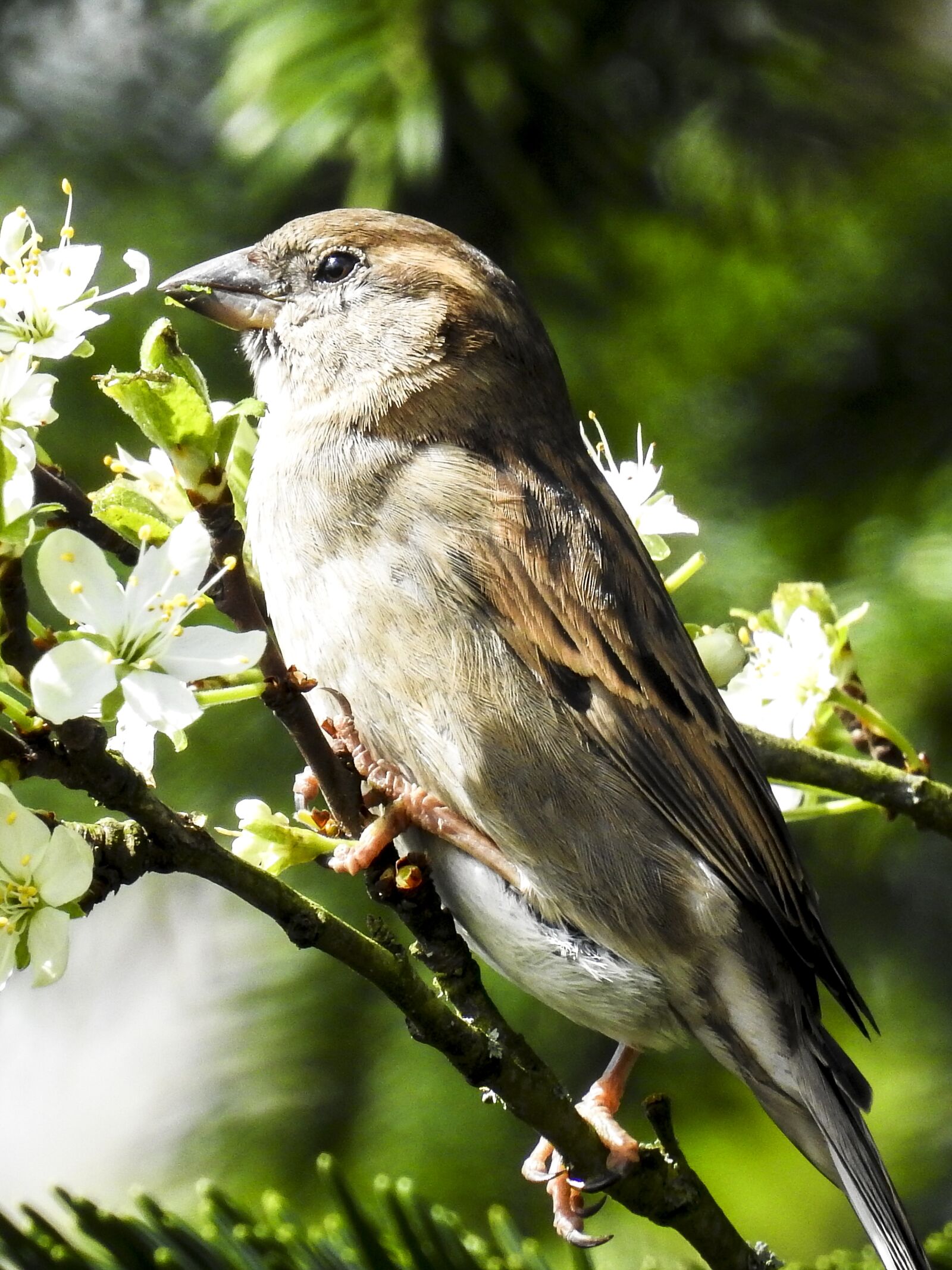 Nikon Coolpix P900 sample photo. House sparrow, sperling, bird photography