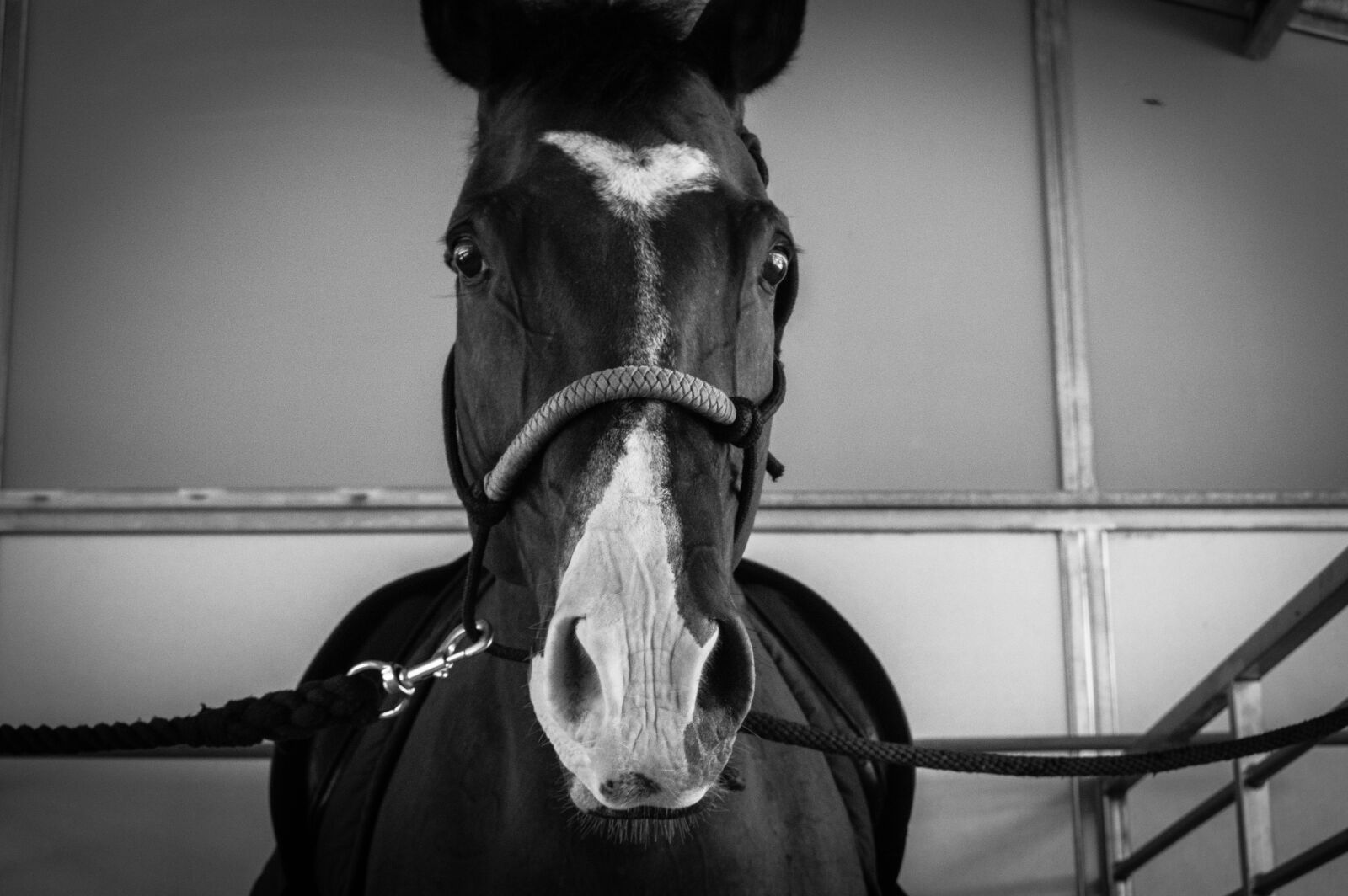 Nikon D3200 sample photo. Horse, monochromatic, stallion photography