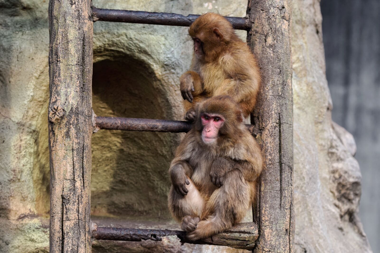 Nikon D7200 sample photo. Animal, monkey, baby japanese photography
