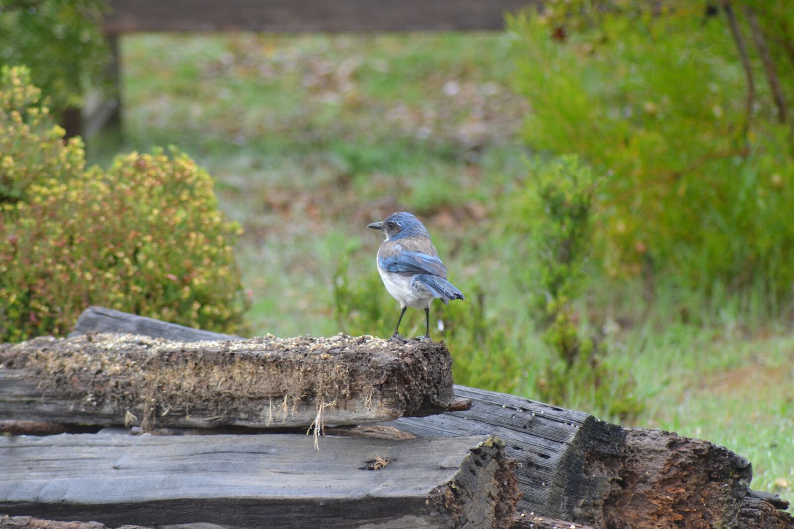 Nikon D3100 sample photo. Blue jay, scrub jay photography