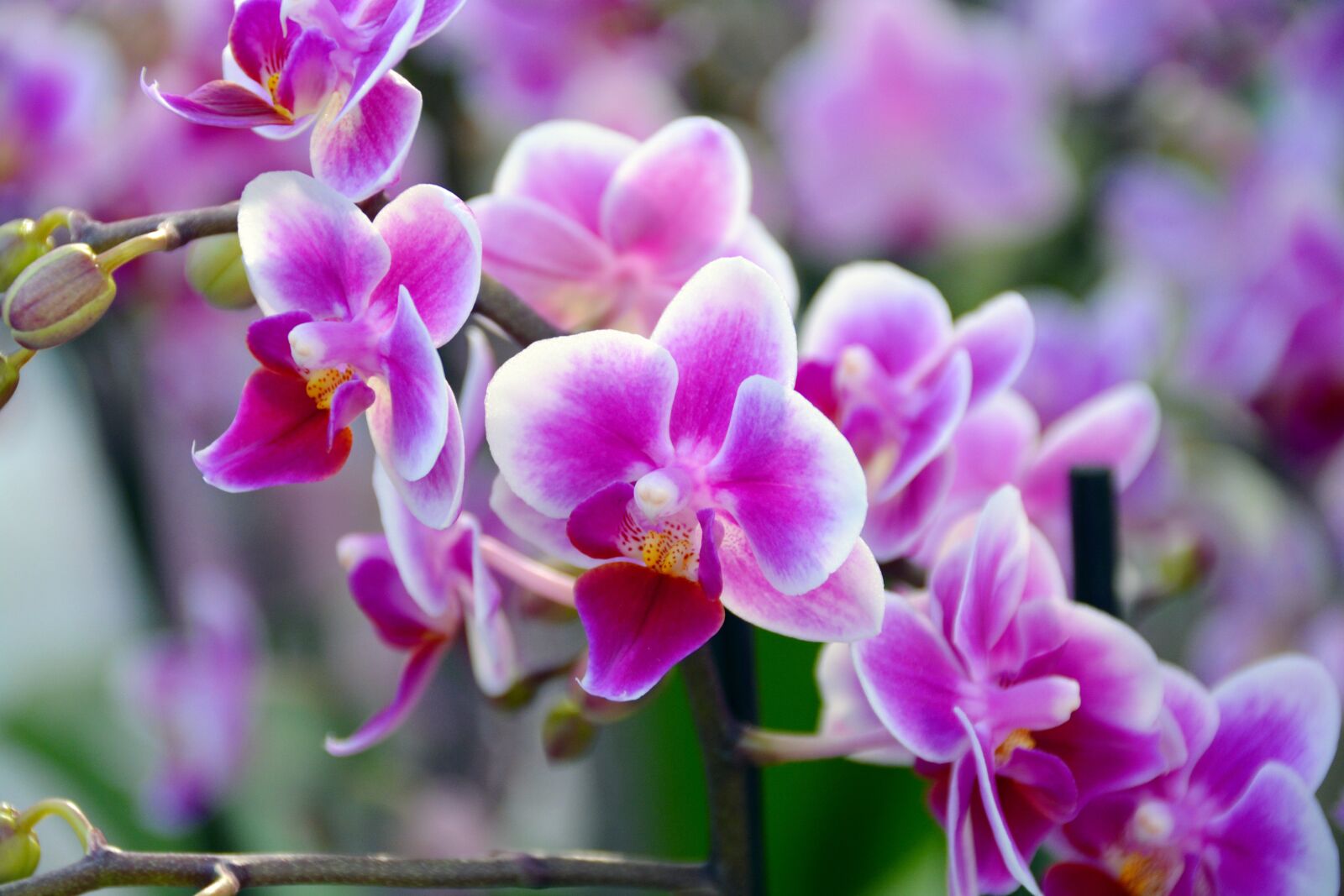 Nikon D5200 sample photo. Orchid, flower, blossom photography