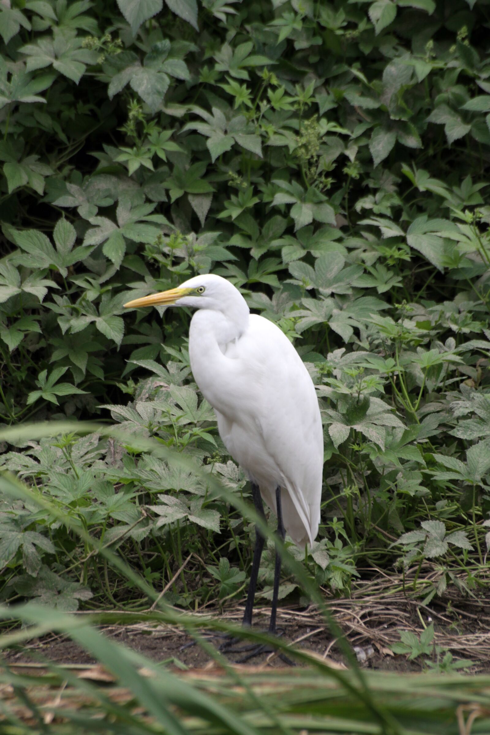 Canon EOS 50D sample photo. Hern, stork, outdoor photography