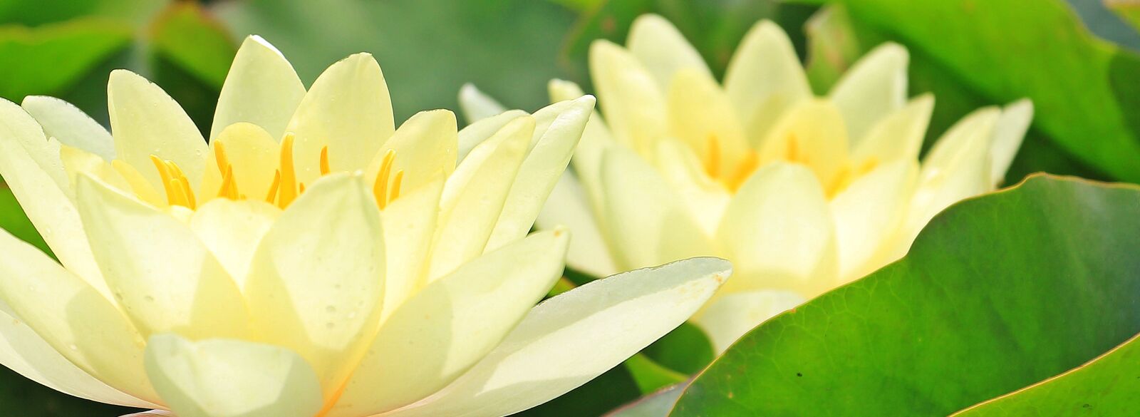 Canon EOS 550D (EOS Rebel T2i / EOS Kiss X4) sample photo. Water lilies, nuphar, aquatic photography