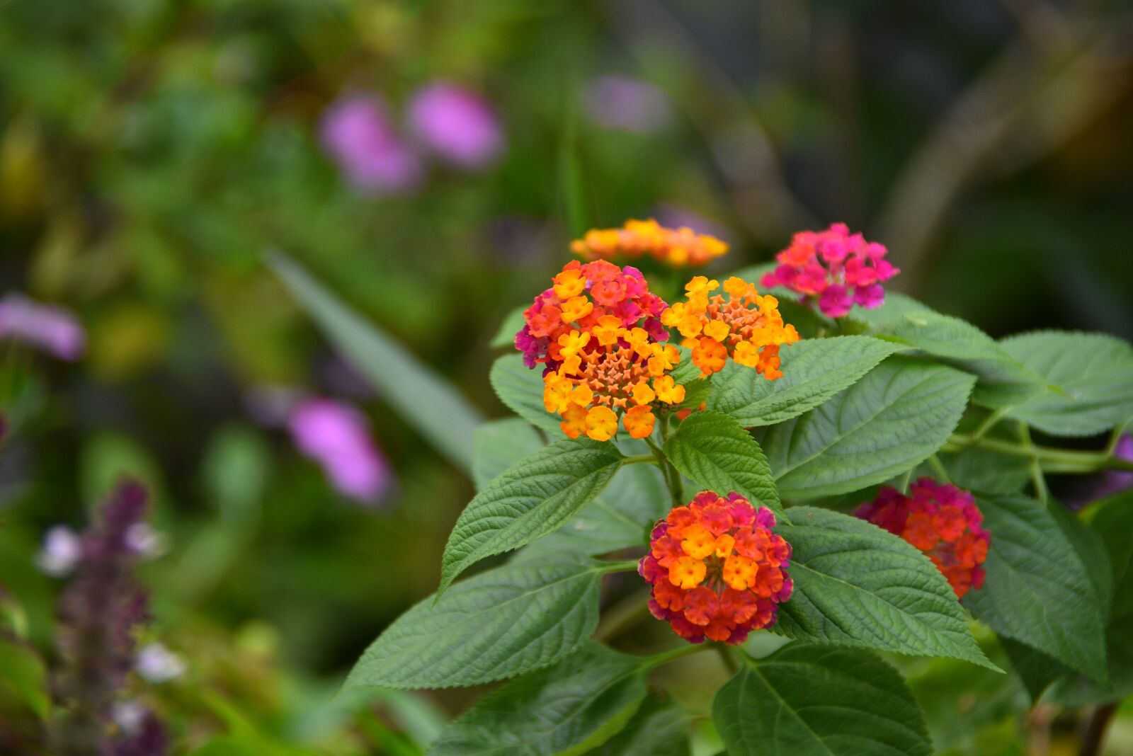 Nikon D7200 sample photo. Flower, the leaves, spike photography