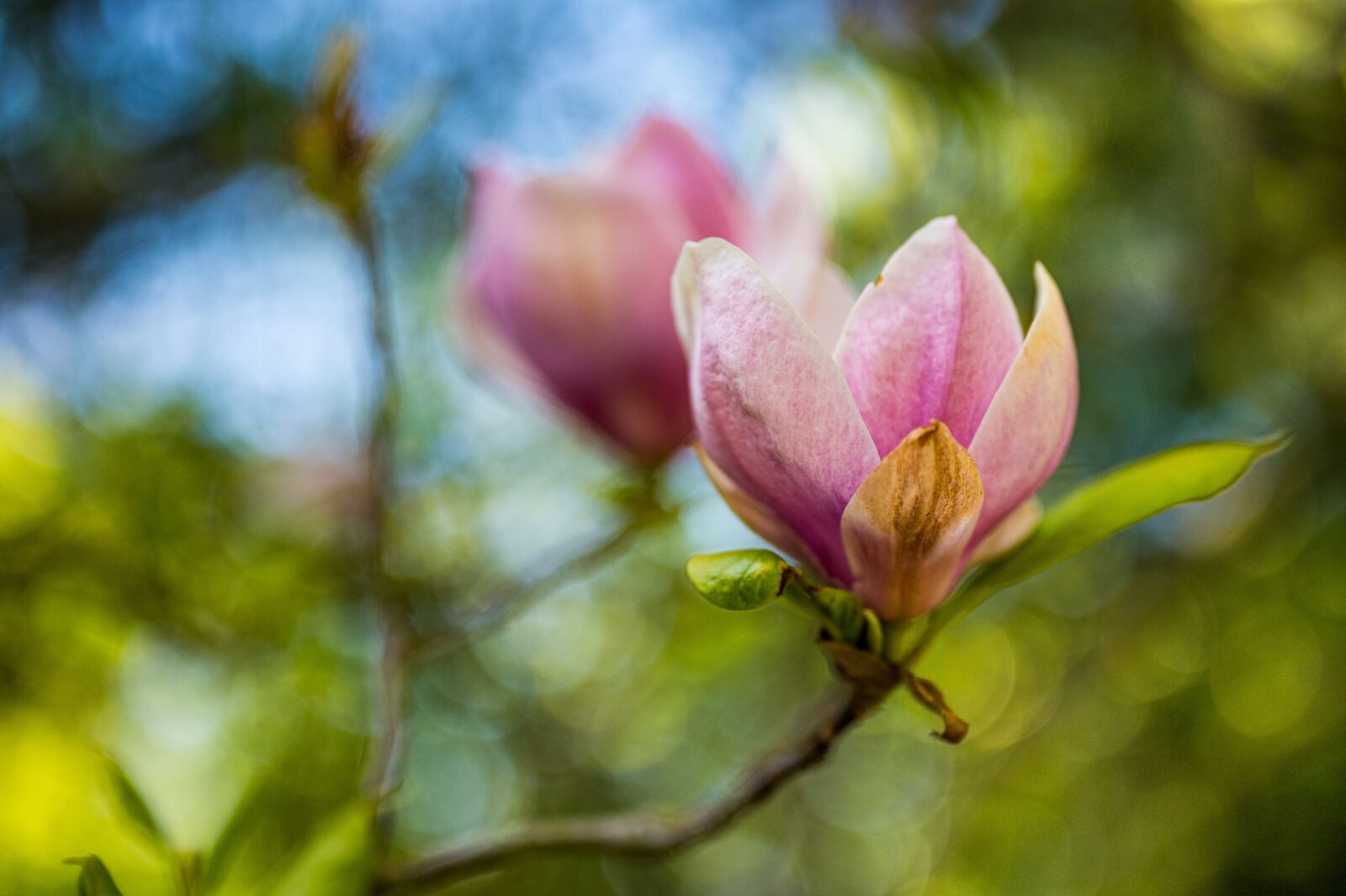 Nikon Nikkor Z 50mm F1.8 S sample photo. Magnolia, flower, tree photography