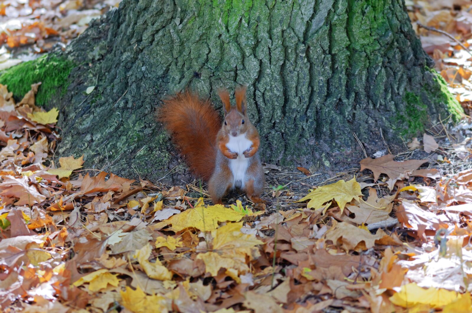 Nikon D5100 sample photo. Squirrel, pet, rodents photography