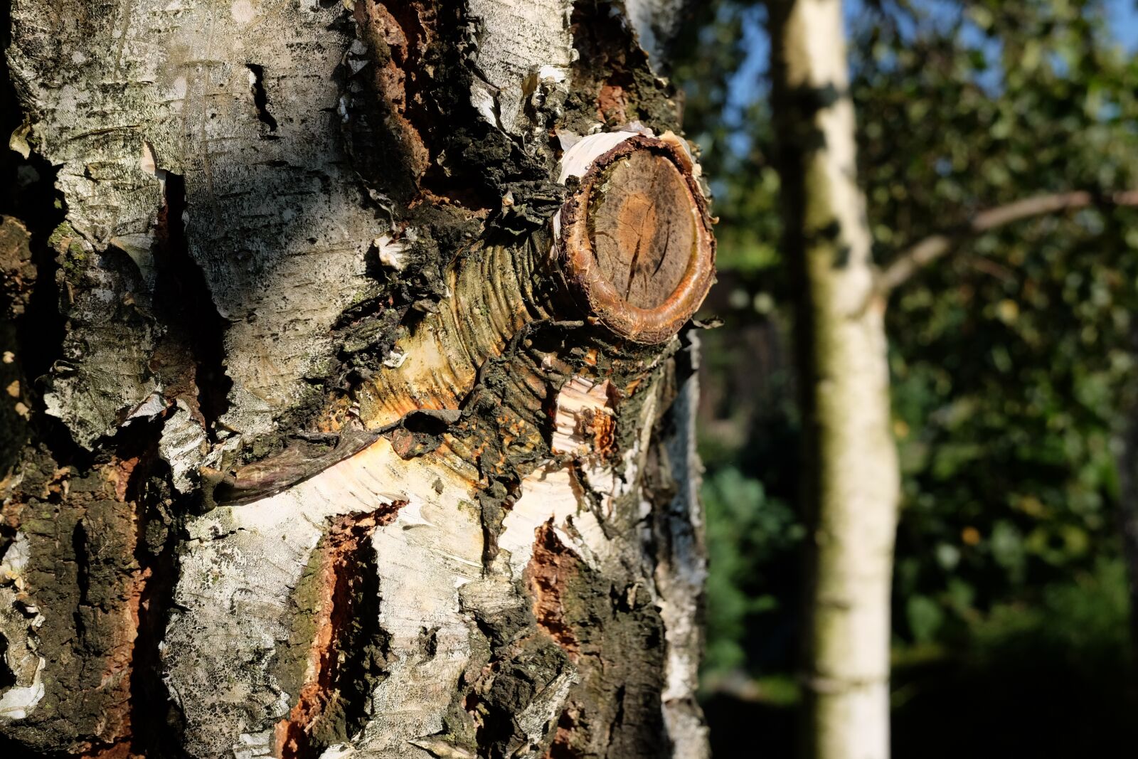 Fujifilm X70 sample photo. Birch, the bark, forest photography