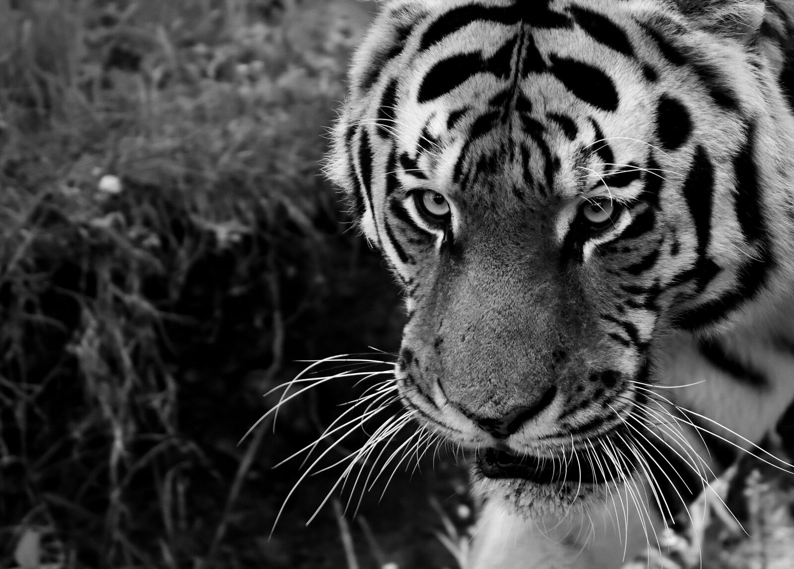 Nikon D7200 sample photo. Tiger, predator, fur photography