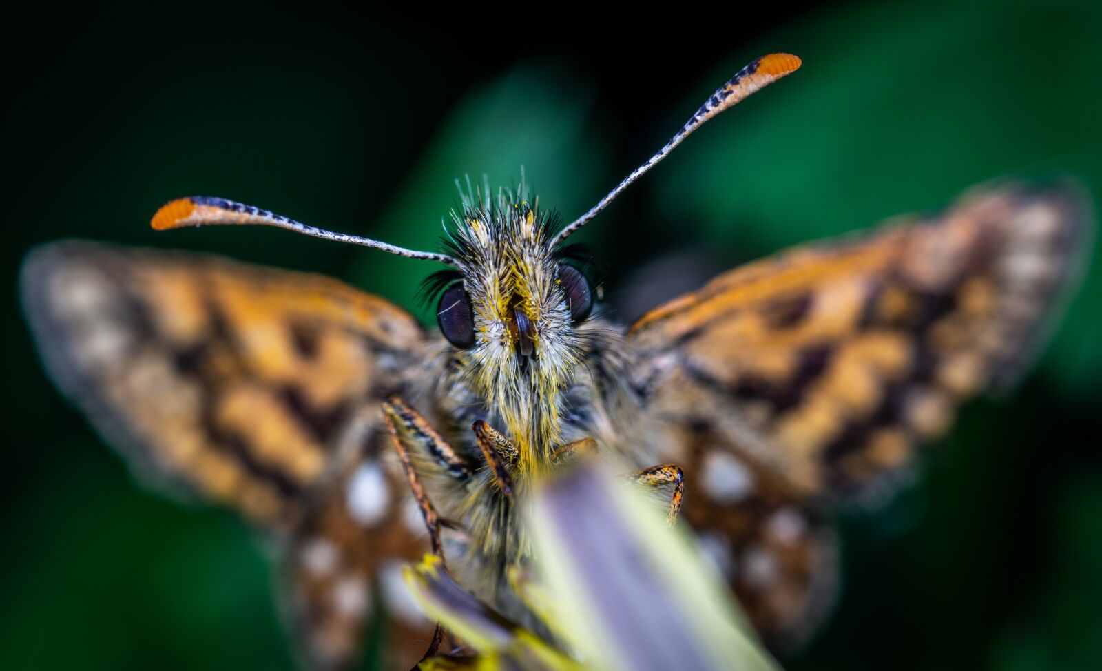 Sony a7R II sample photo. Butterfly, skipper, portrait photography