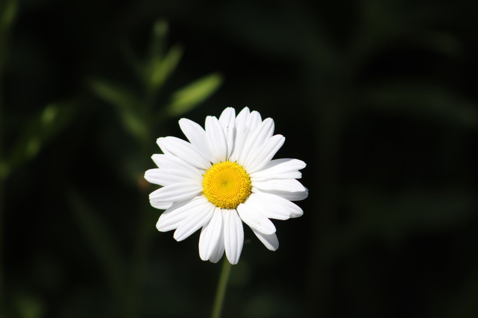 Canon EOS 800D (EOS Rebel T7i / EOS Kiss X9i) sample photo. Marguerite, flower, nature photography