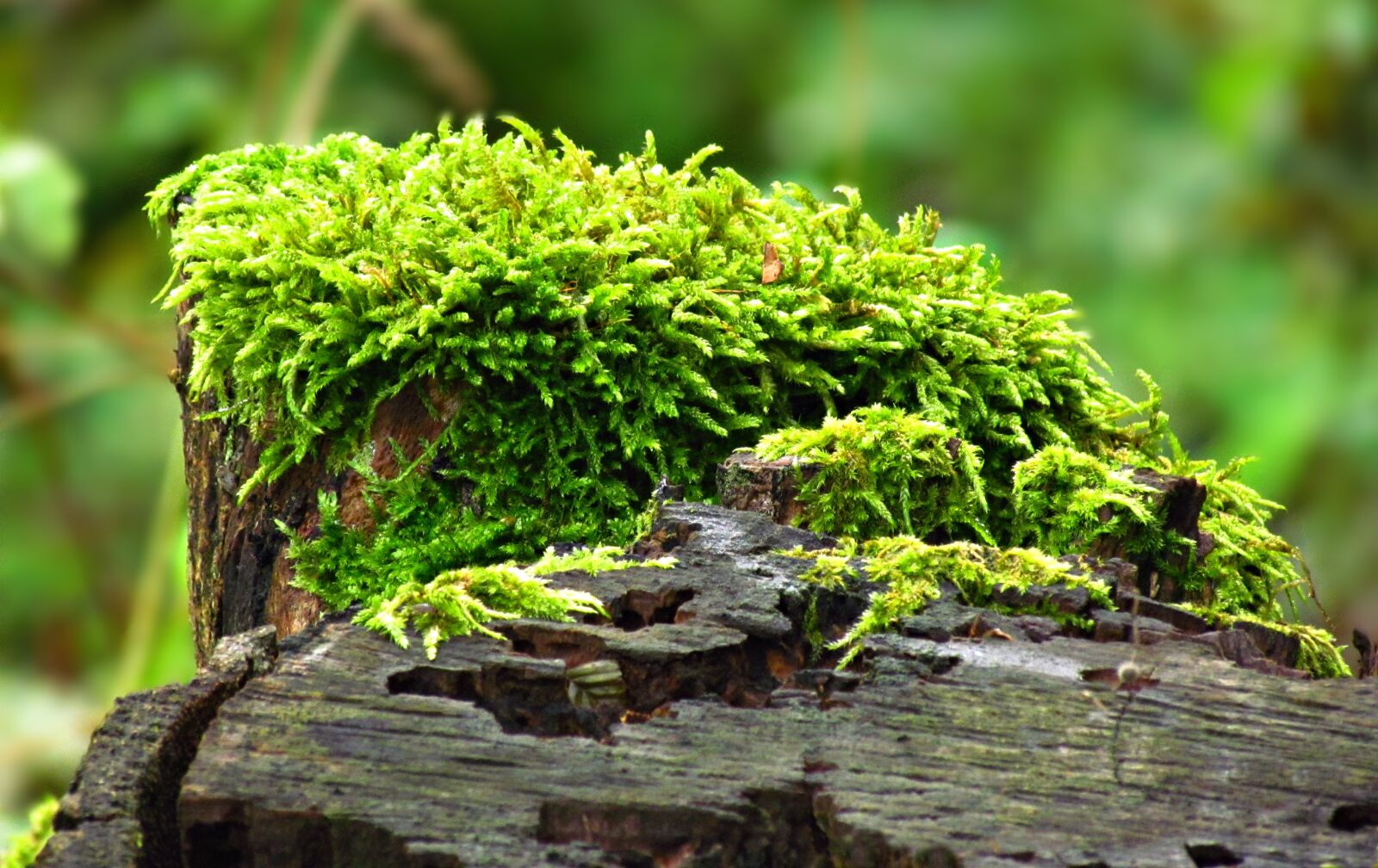Canon PowerShot SX30 IS sample photo. Plant, moss, nature photography
