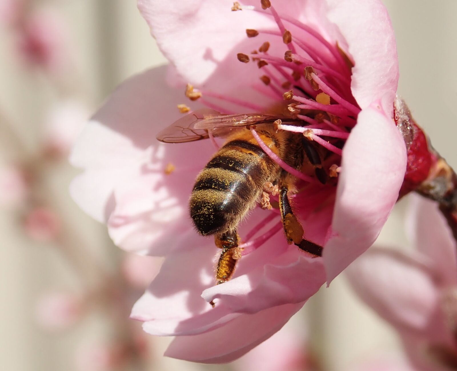 Olympus TG-5 sample photo. Bee, insect, pollen photography