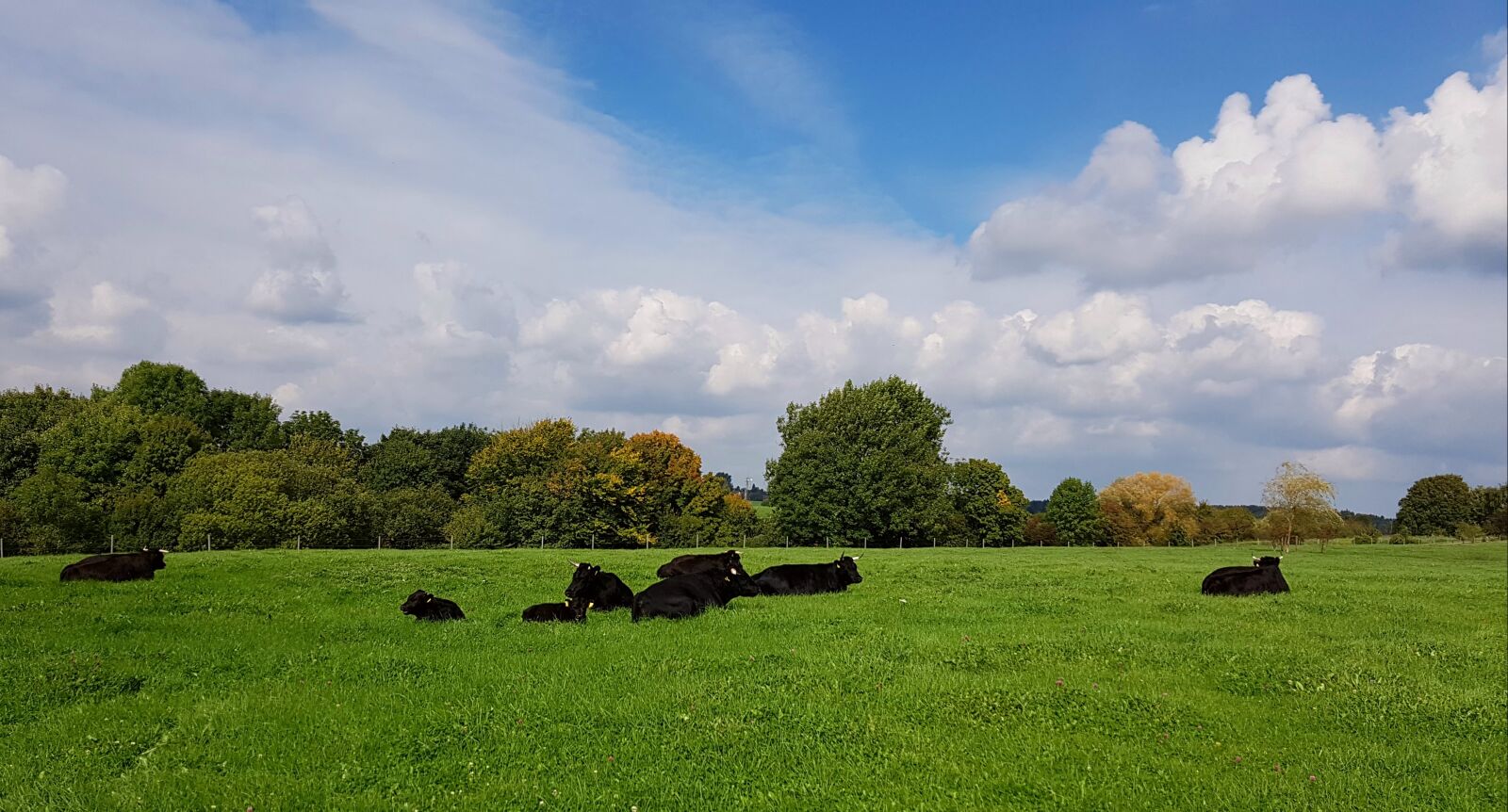 Samsung Galaxy S7 sample photo. Cattle, cows, animals photography