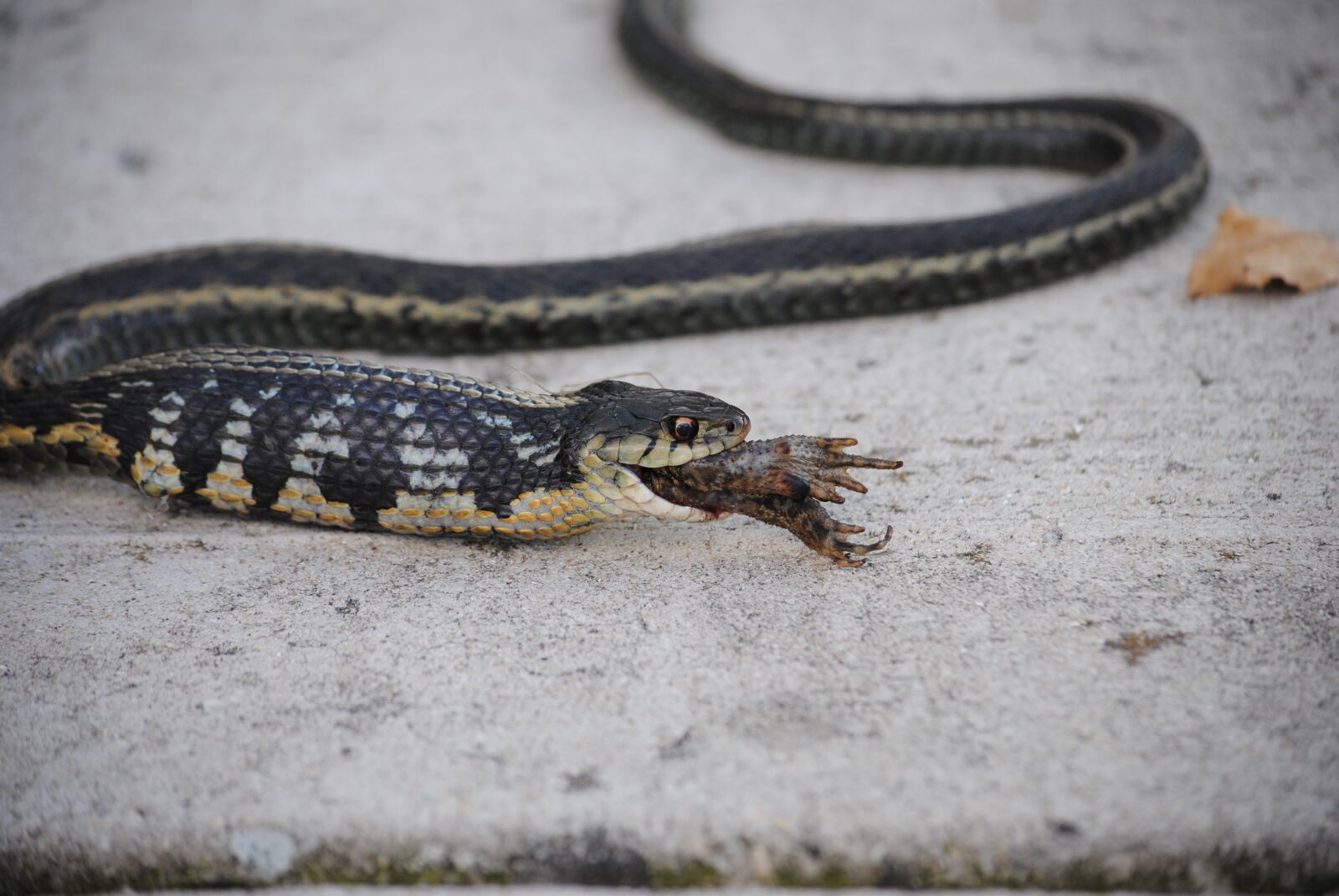 Nikon D3000 sample photo. Snake, frog, toad photography