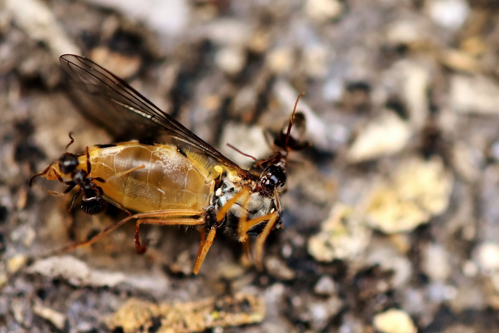 Nikon D7200 sample photo. Insect, ant, hoverfly photography