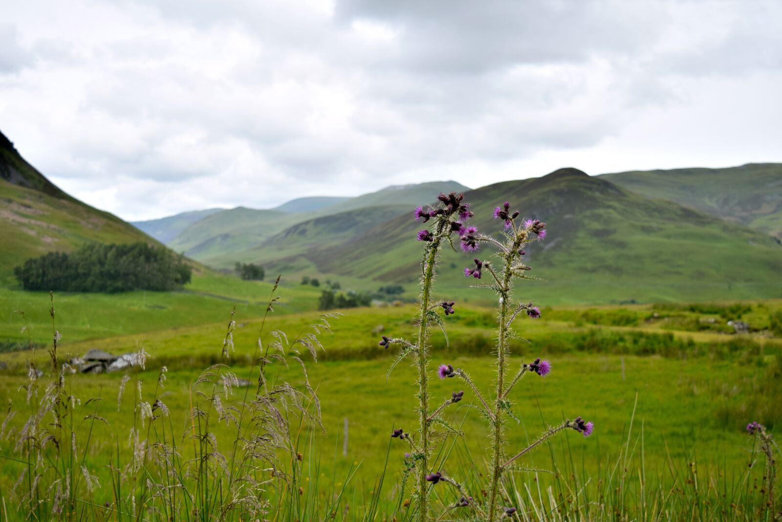 Nikon D3300 sample photo. Scotland, landscape, nature photography