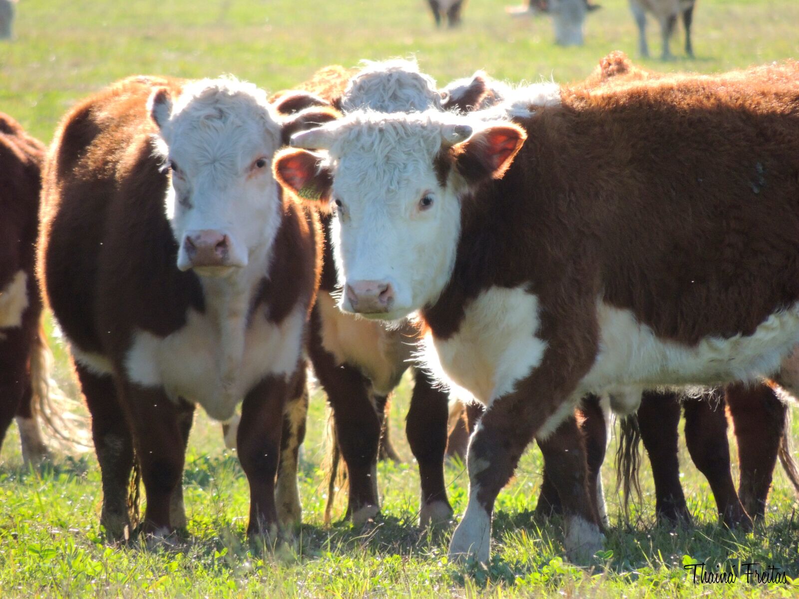 Nikon Coolpix P510 sample photo. Cattle, boi, hereford photography