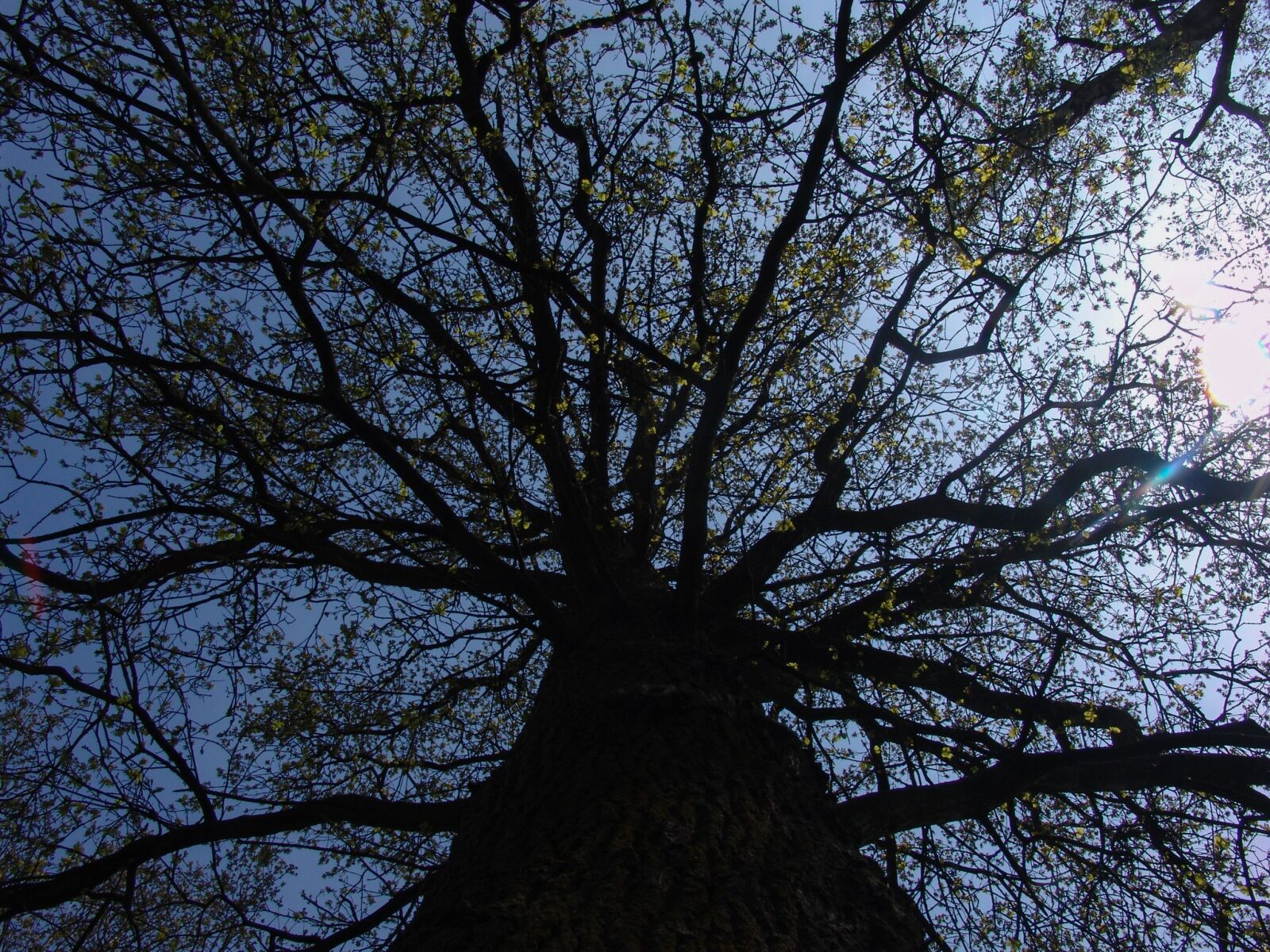 Sony DSC-F828 sample photo. Tree, sky, branches photography