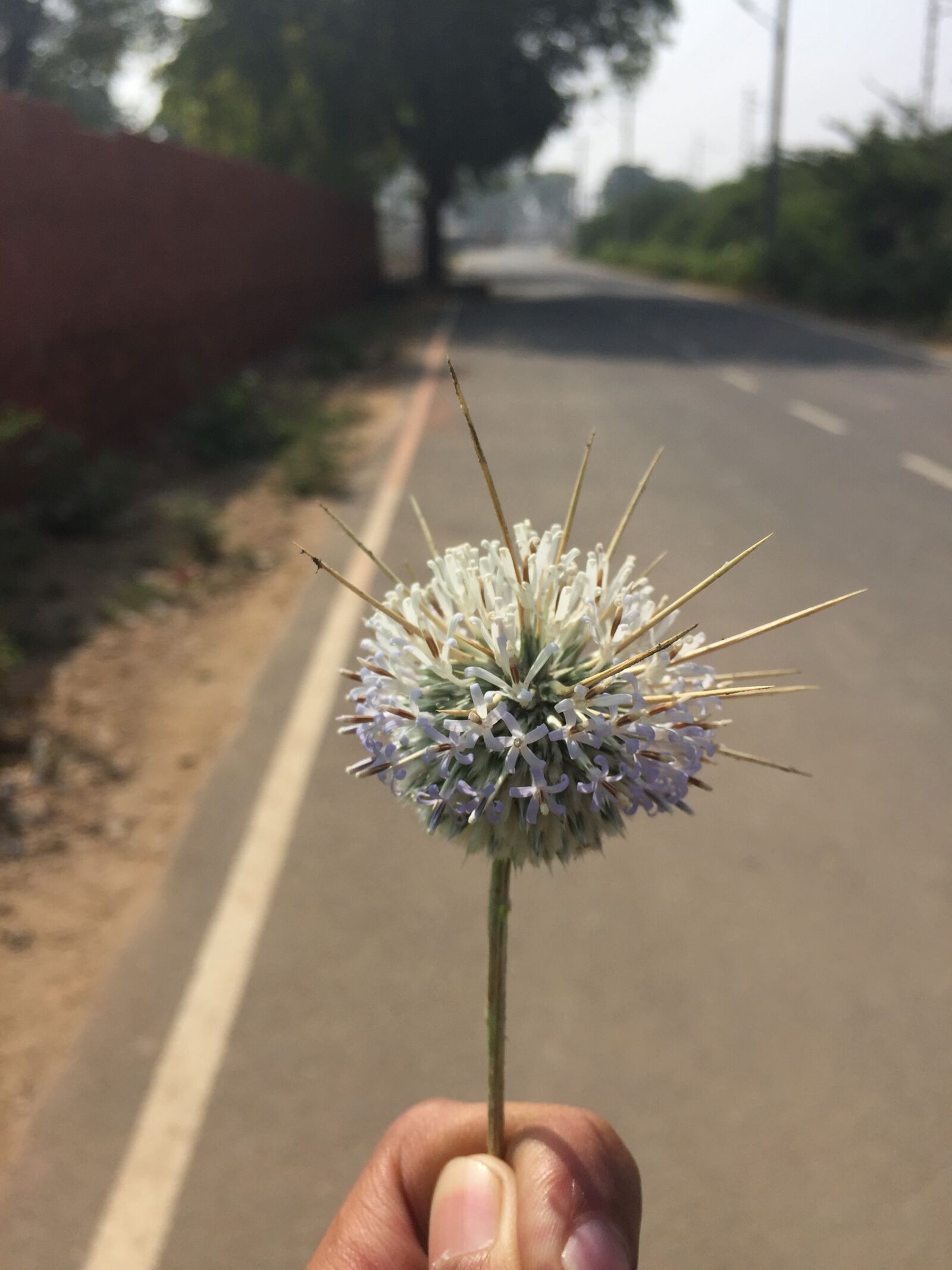 iPhone 6 back camera 4.15mm f/2.2 sample photo. Close, up, flower, spine photography