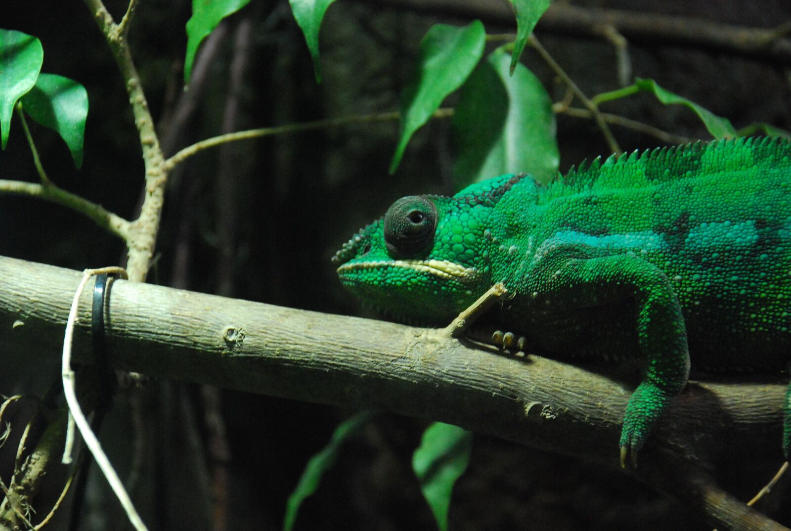 Nikon D40X sample photo. Chameleon, animal, green photography