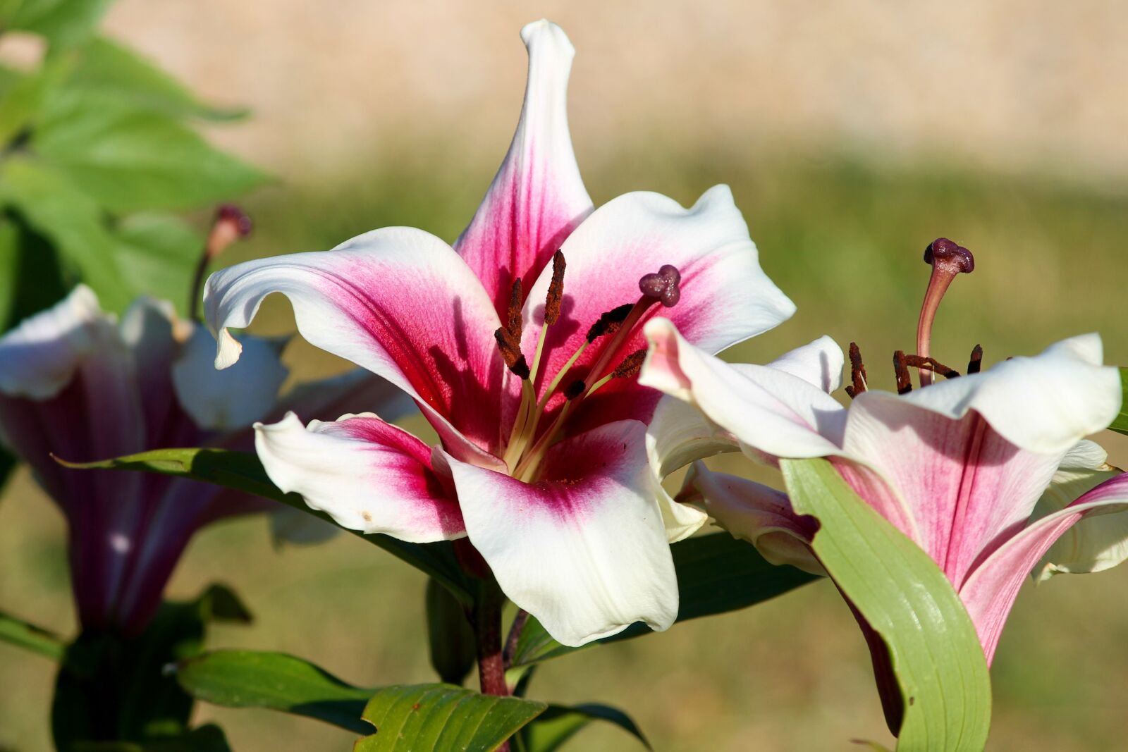 Canon EOS 1100D (EOS Rebel T3 / EOS Kiss X50) sample photo. Lily, red, white photography