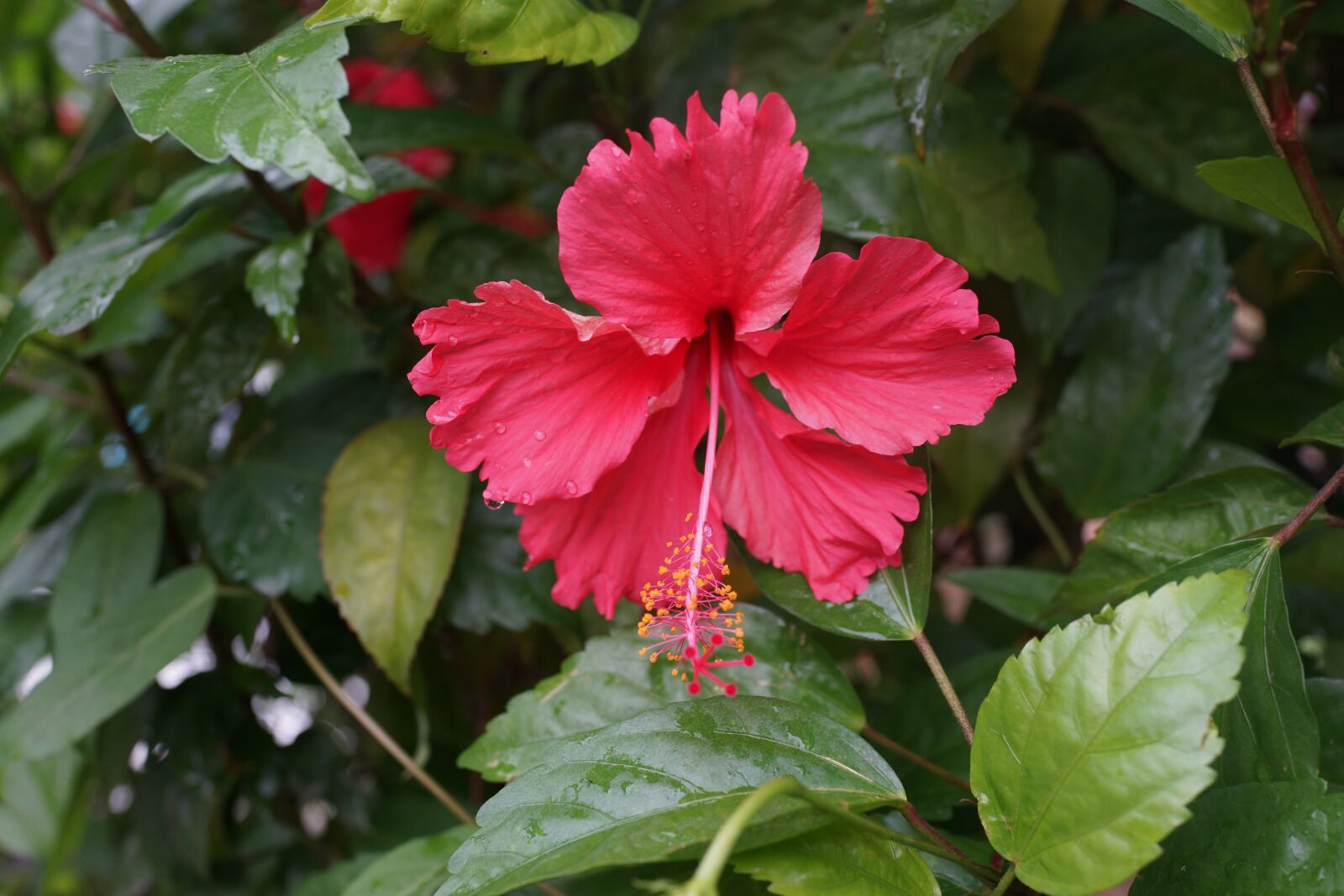 Sony Cyber-shot DSC-RX1R sample photo. Hibiscus, flowers, south china photography