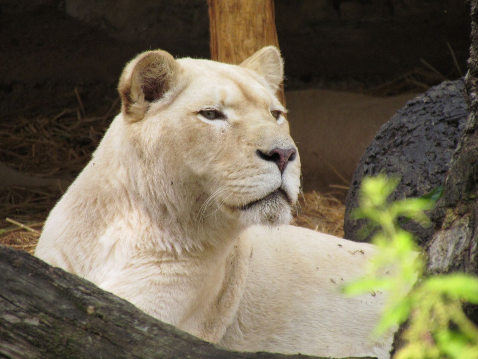 Canon PowerShot SX30 IS sample photo. Lion, predator, zoo photography