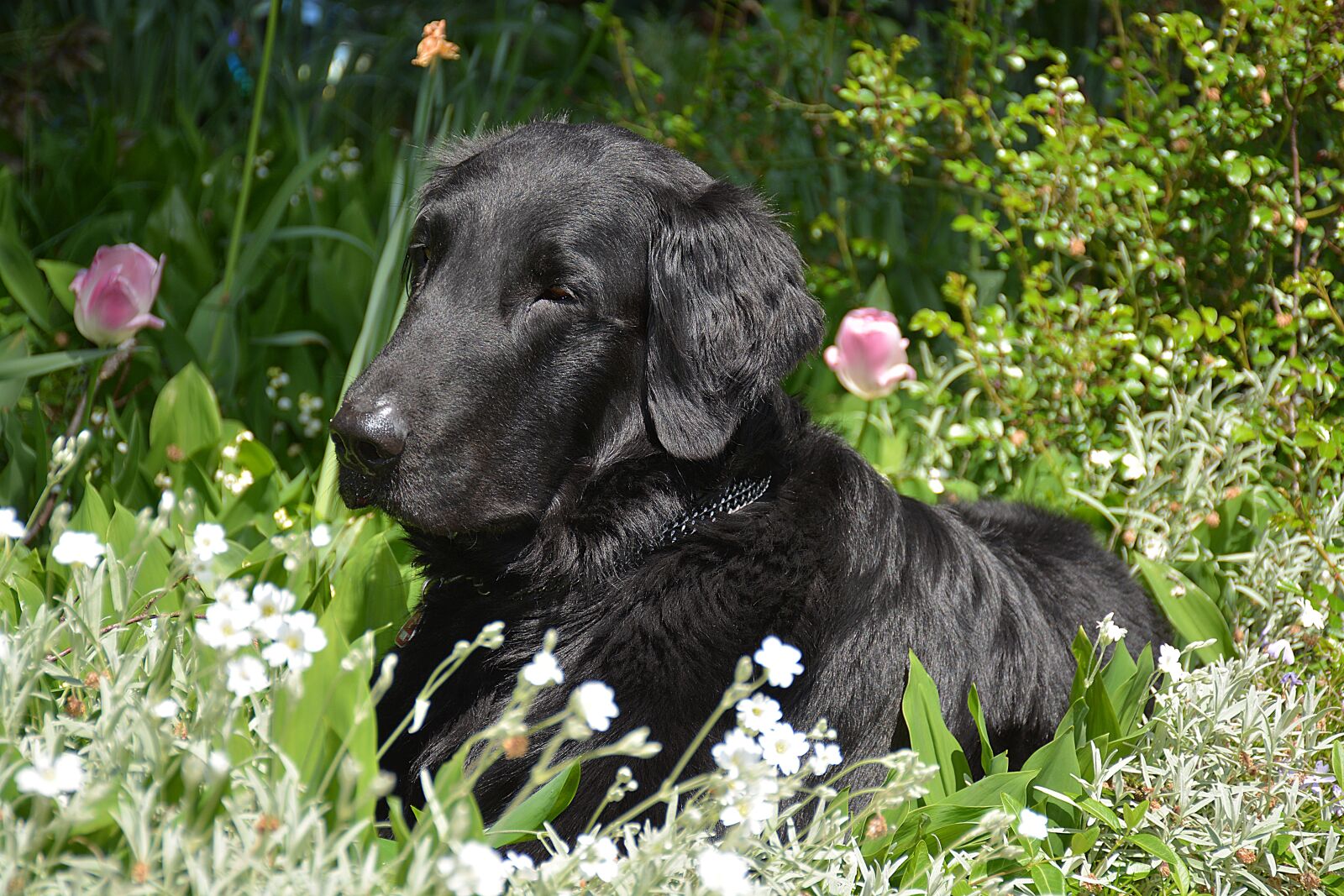 Nikon D7100 sample photo. Dog, black flat, garden photography