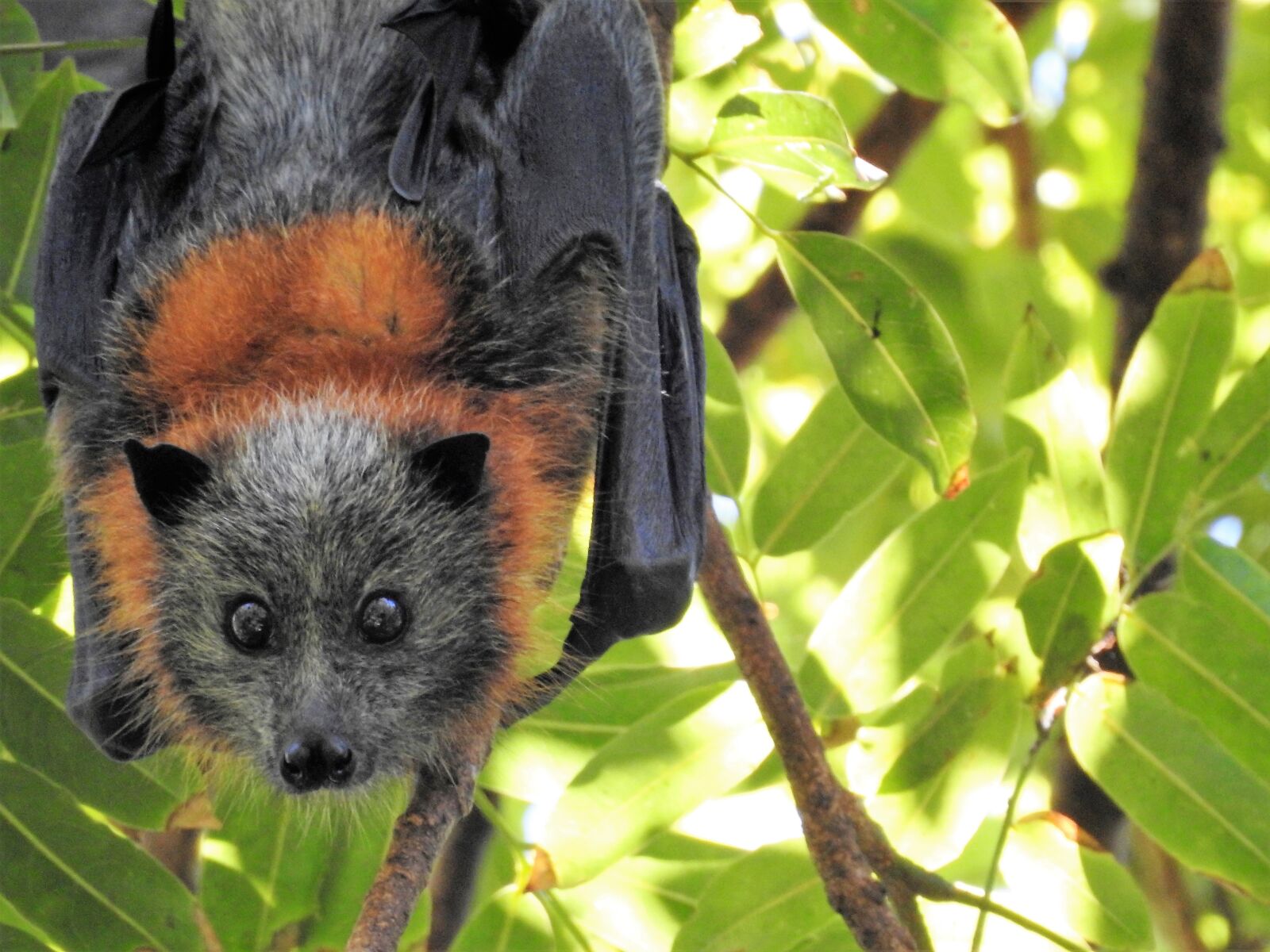 Nikon Coolpix P900 sample photo. Bat, wild, wildlife photography