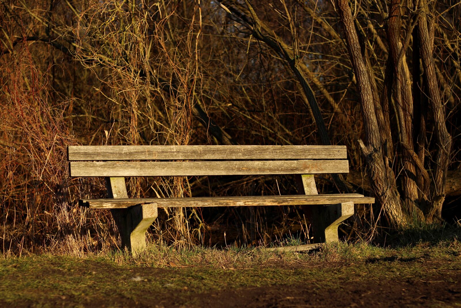Canon EF 50mm F1.8 STM sample photo. Bank, wooden bench, bench photography