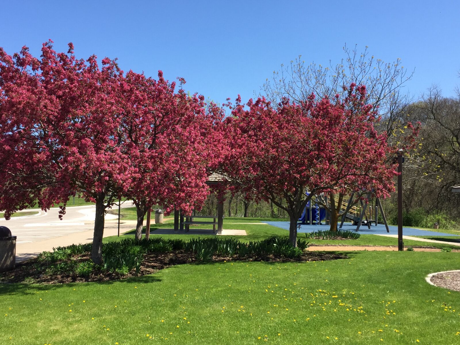 iPhone 6 back camera 4.15mm f/2.2 sample photo. Flowering trees, pink, colorful photography
