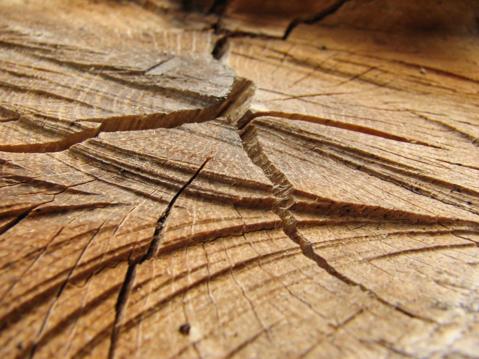 Canon POWERSHOT S2 IS sample photo. Wood, detail, structure photography