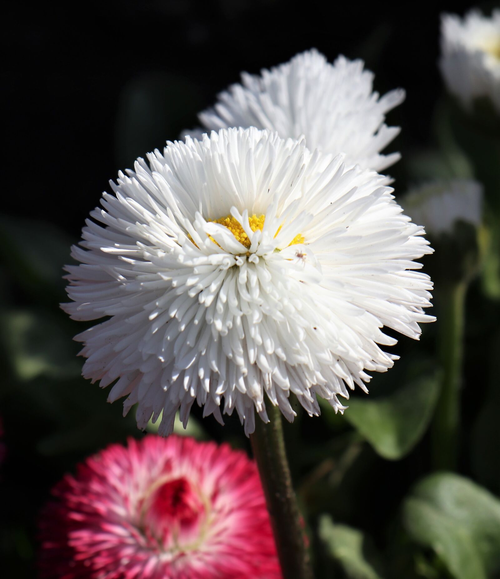 Canon EOS M6 sample photo. April, spring, flowers photography